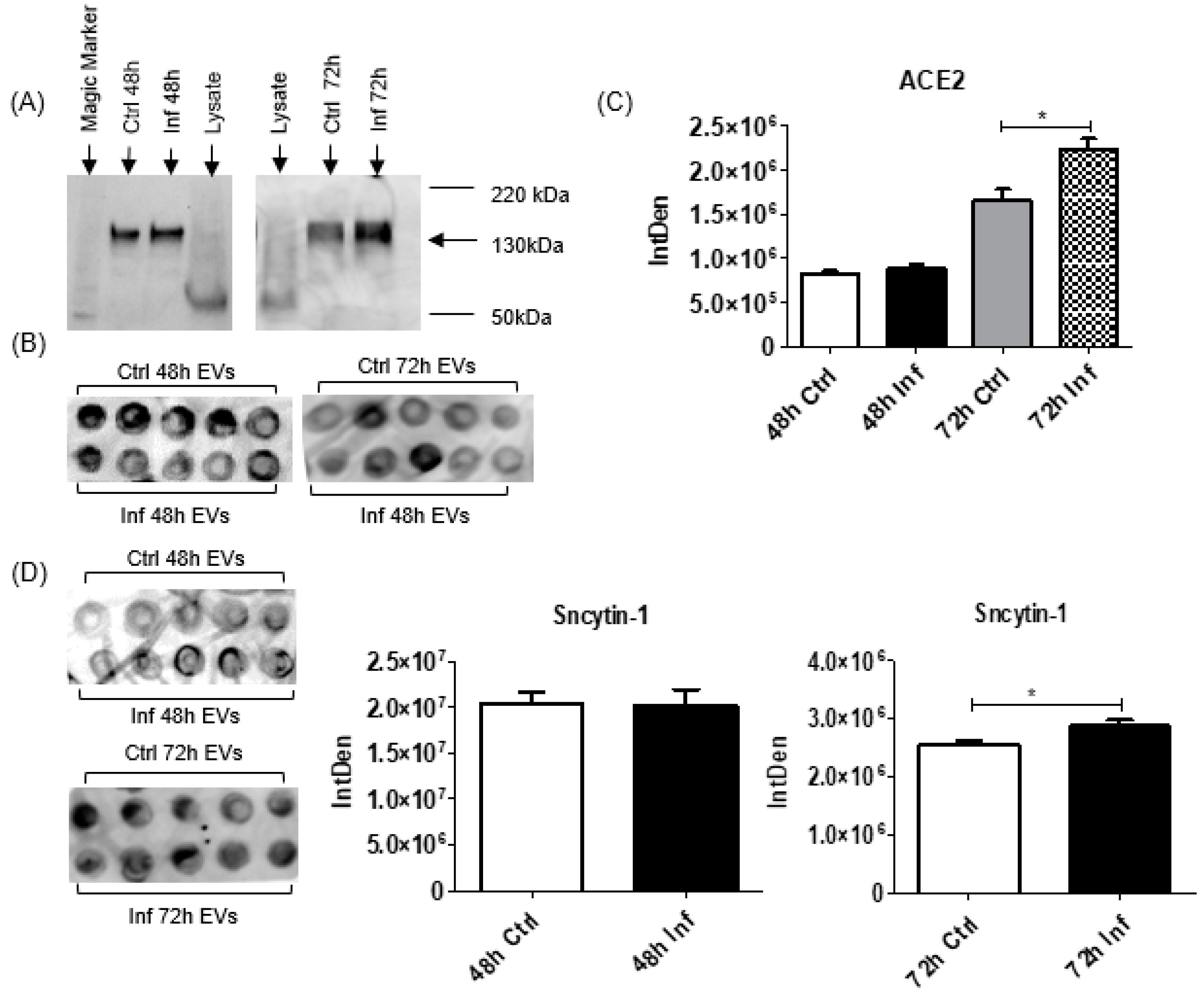 Biomedicines 11 00976 g003