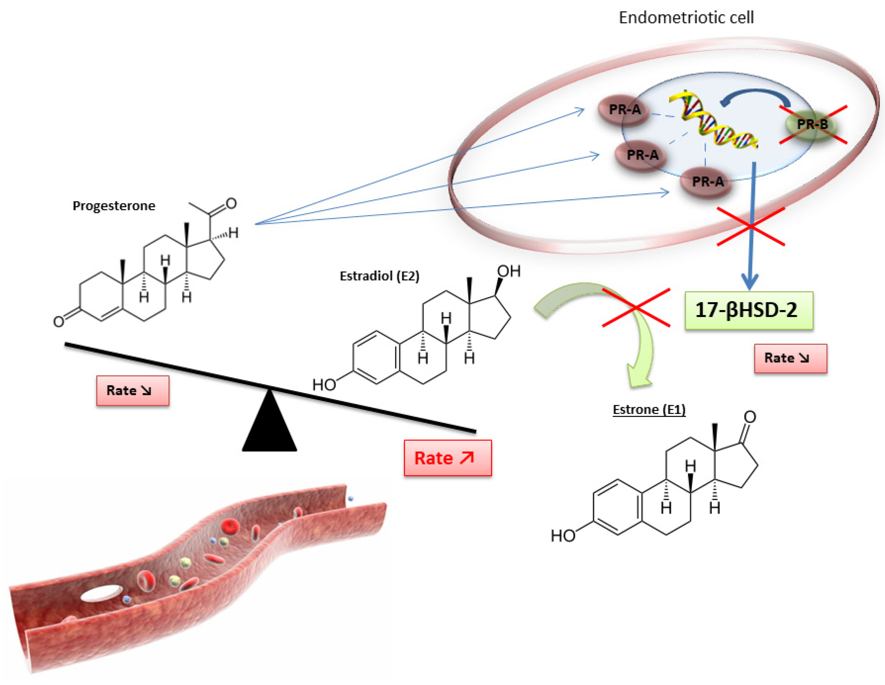 Biomedicines 11 00978 g003