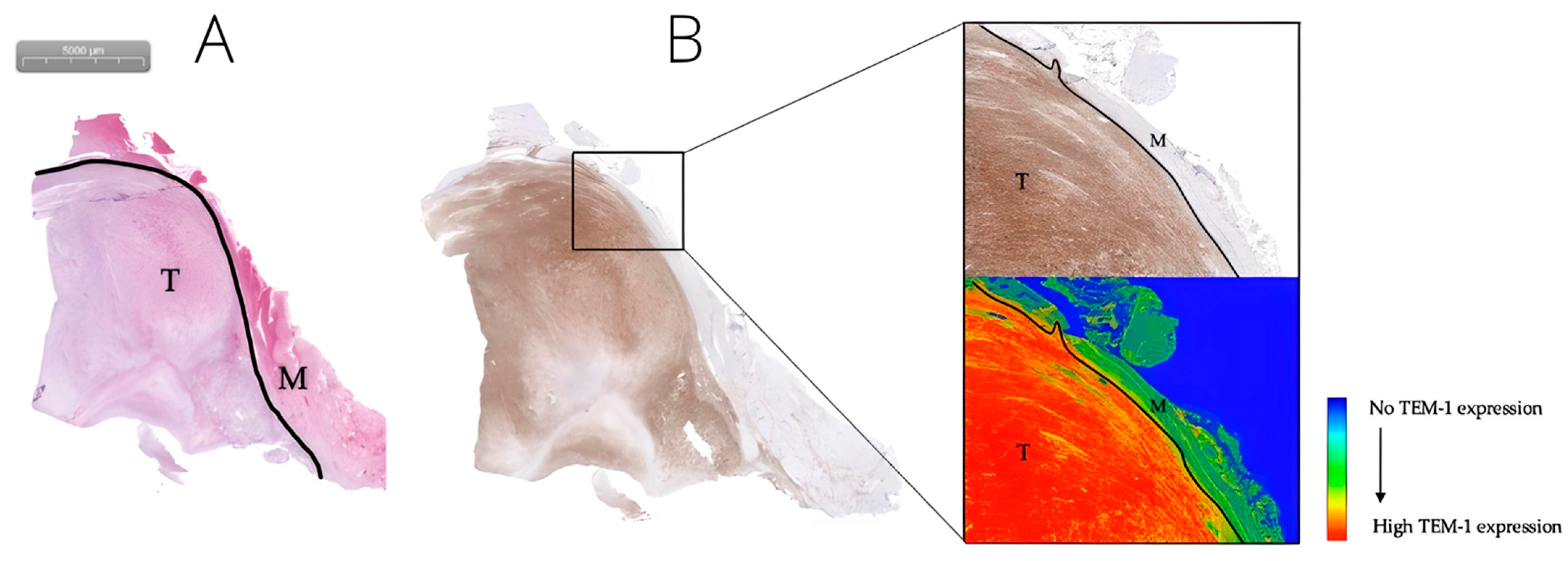 Biomedicines 11 00982 g002