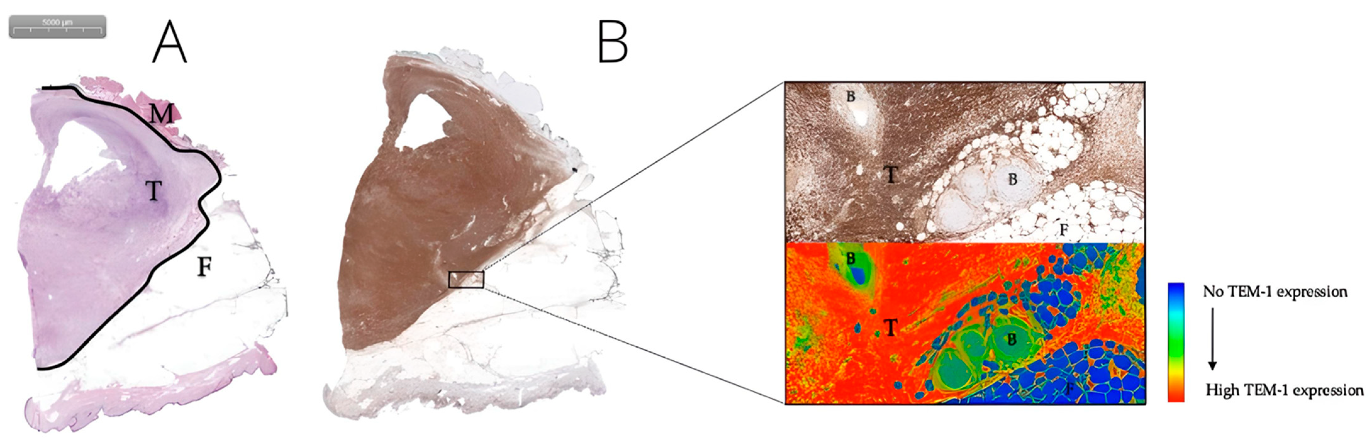 Biomedicines 11 00982 g003