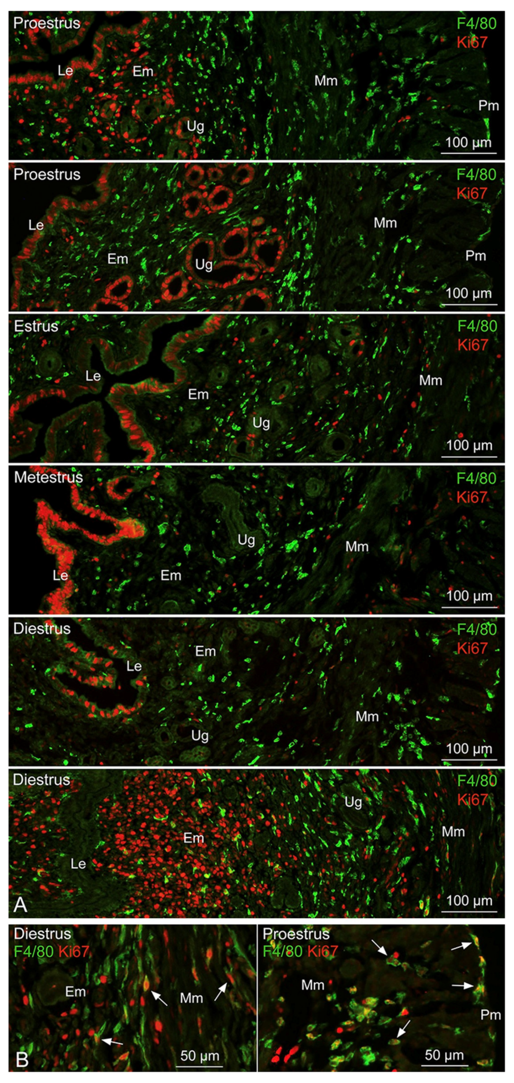 Biomedicines 11 00985 g001