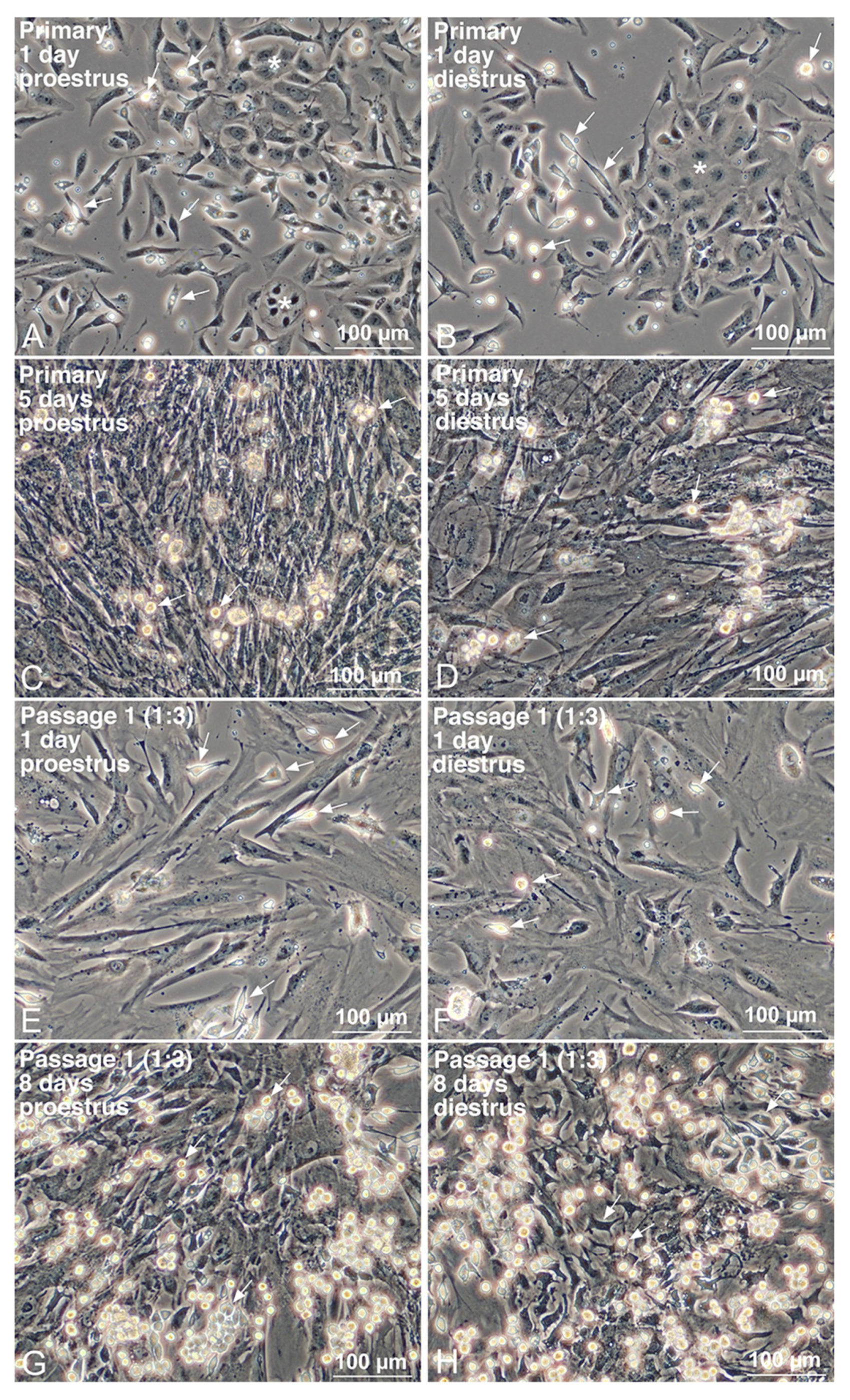 Biomedicines 11 00985 g002