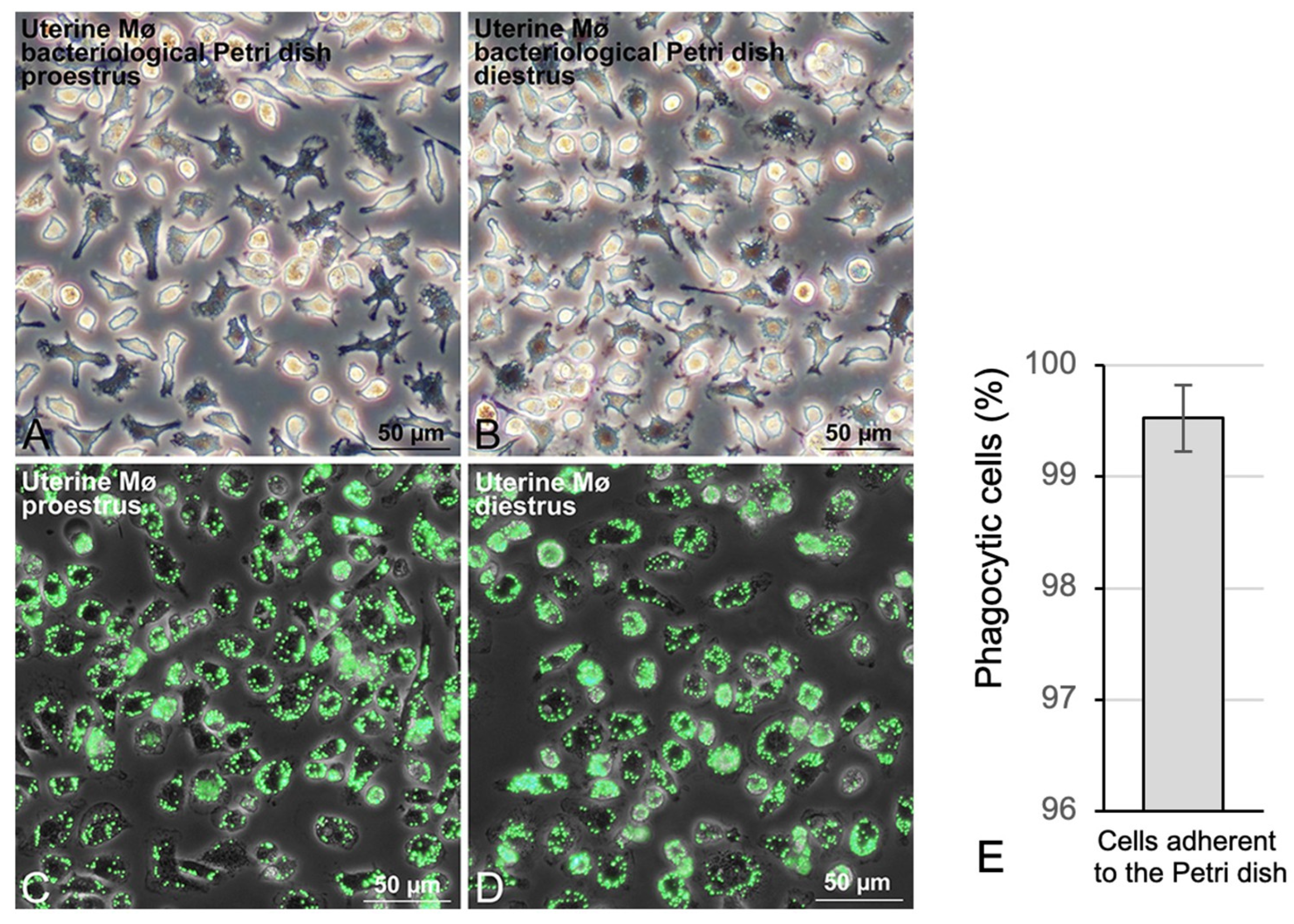 Biomedicines 11 00985 g003