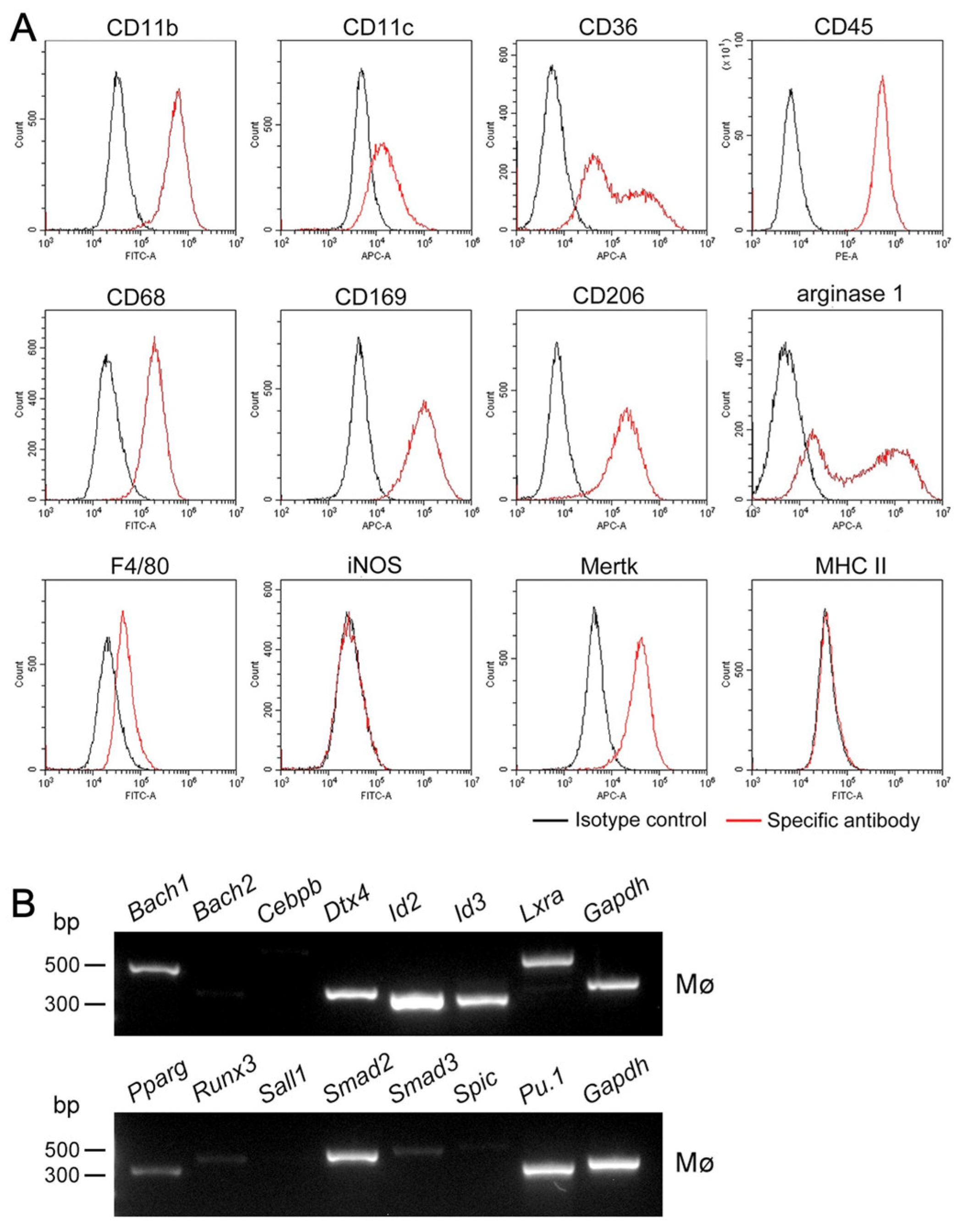Biomedicines 11 00985 g004