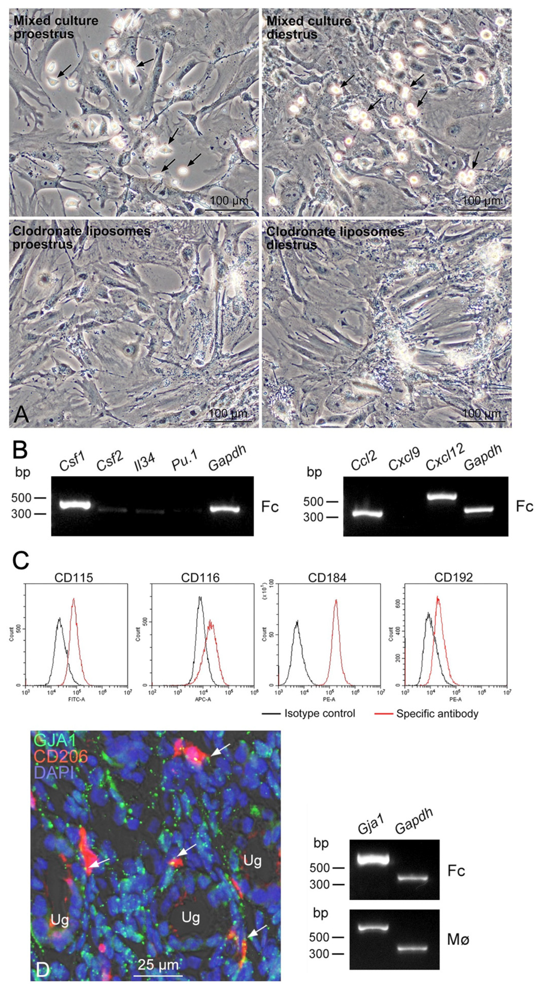 Biomedicines 11 00985 g005