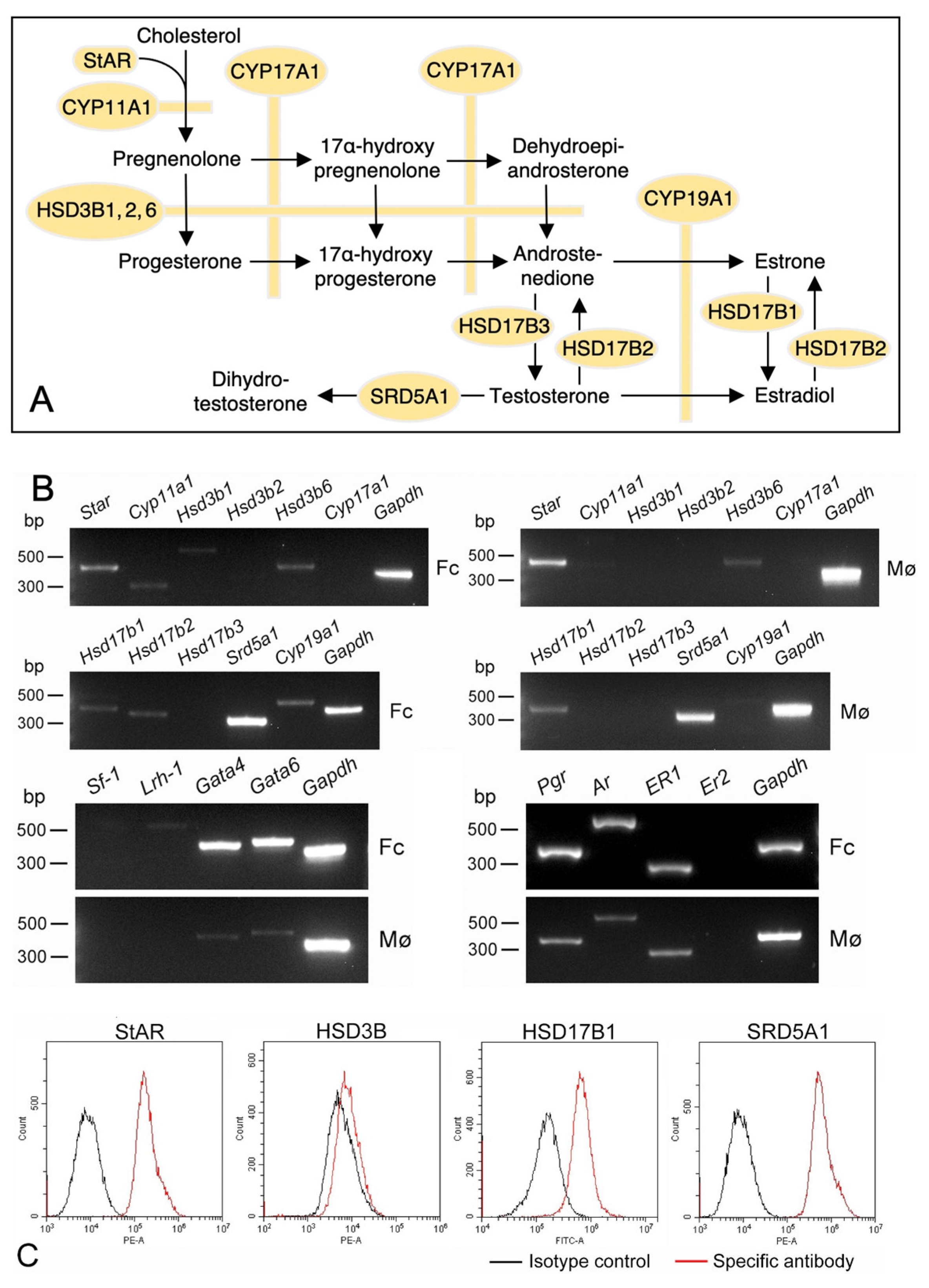 Biomedicines 11 00985 g006