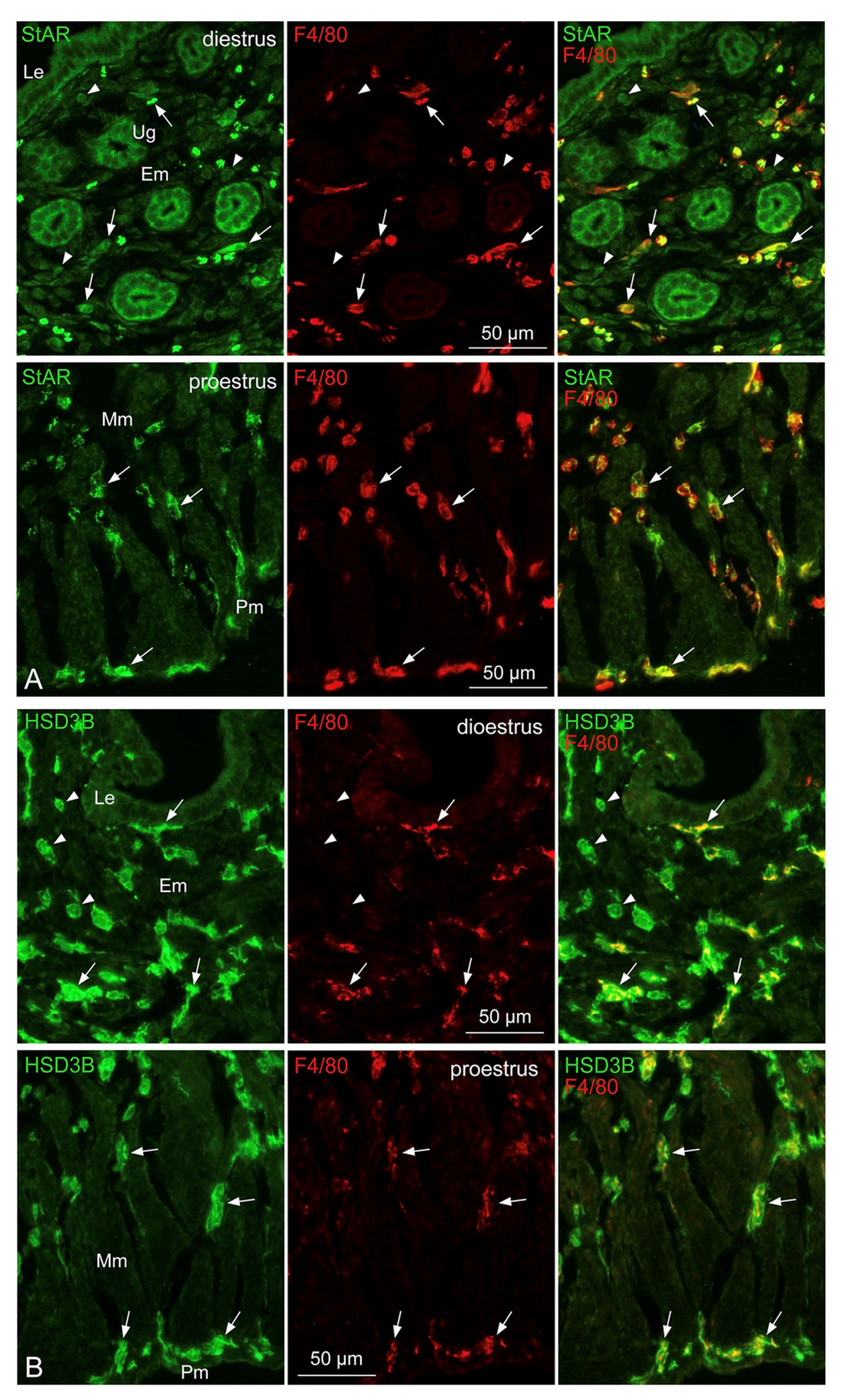 Biomedicines 11 00985 g007