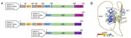 Biomedicines 11 00990 g001