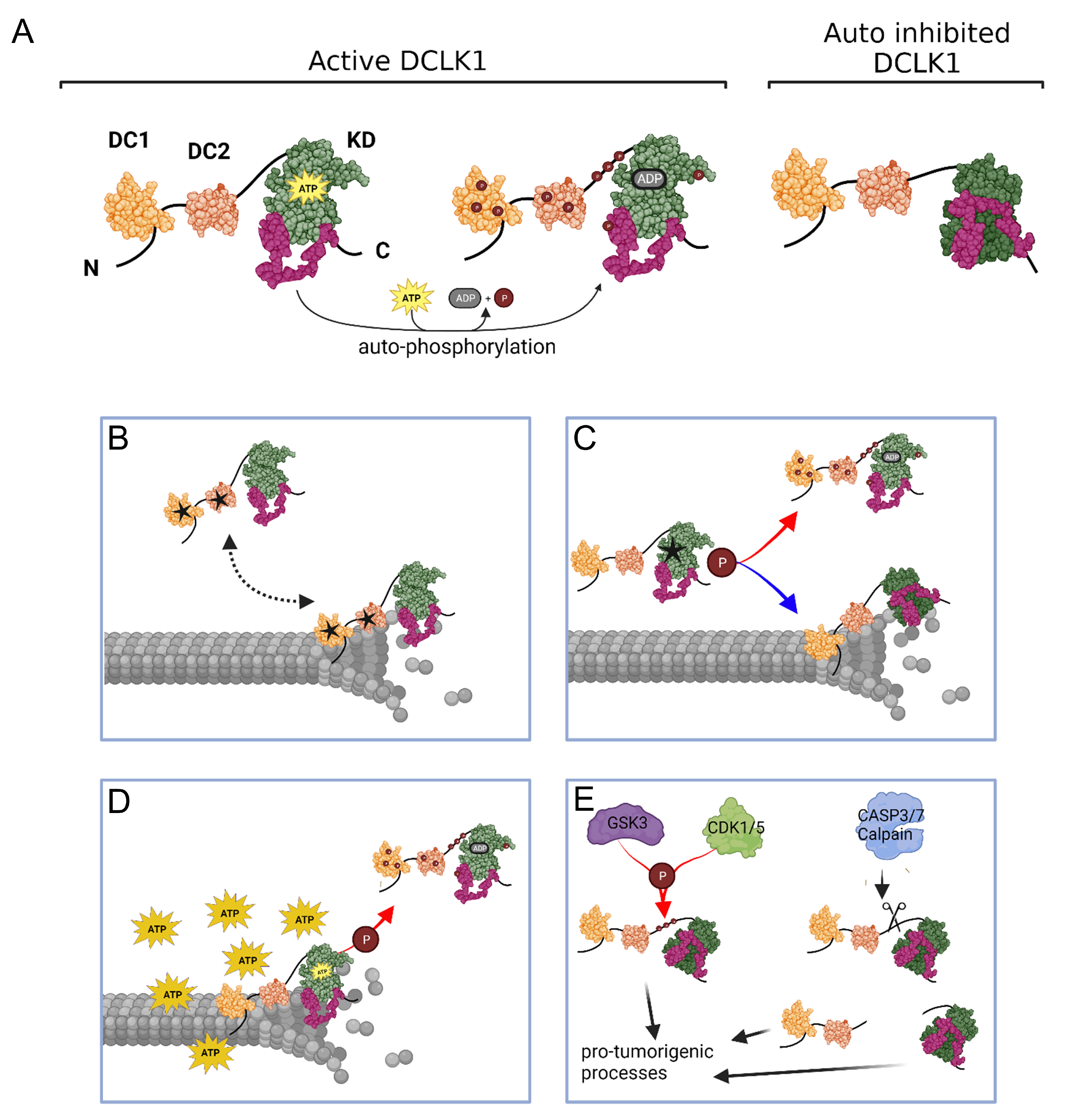 Biomedicines 11 00990 g005