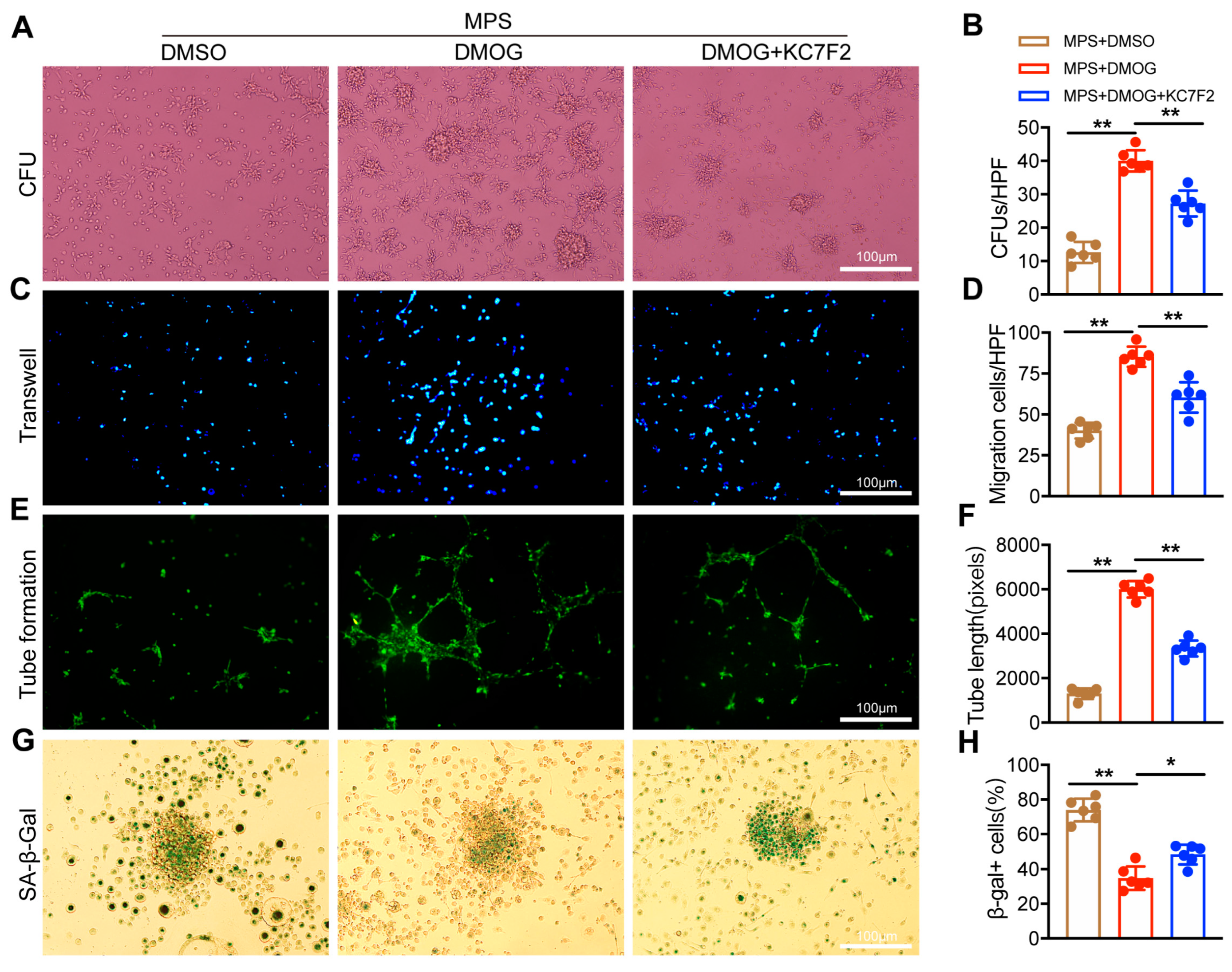 Biomedicines 11 00992 g003