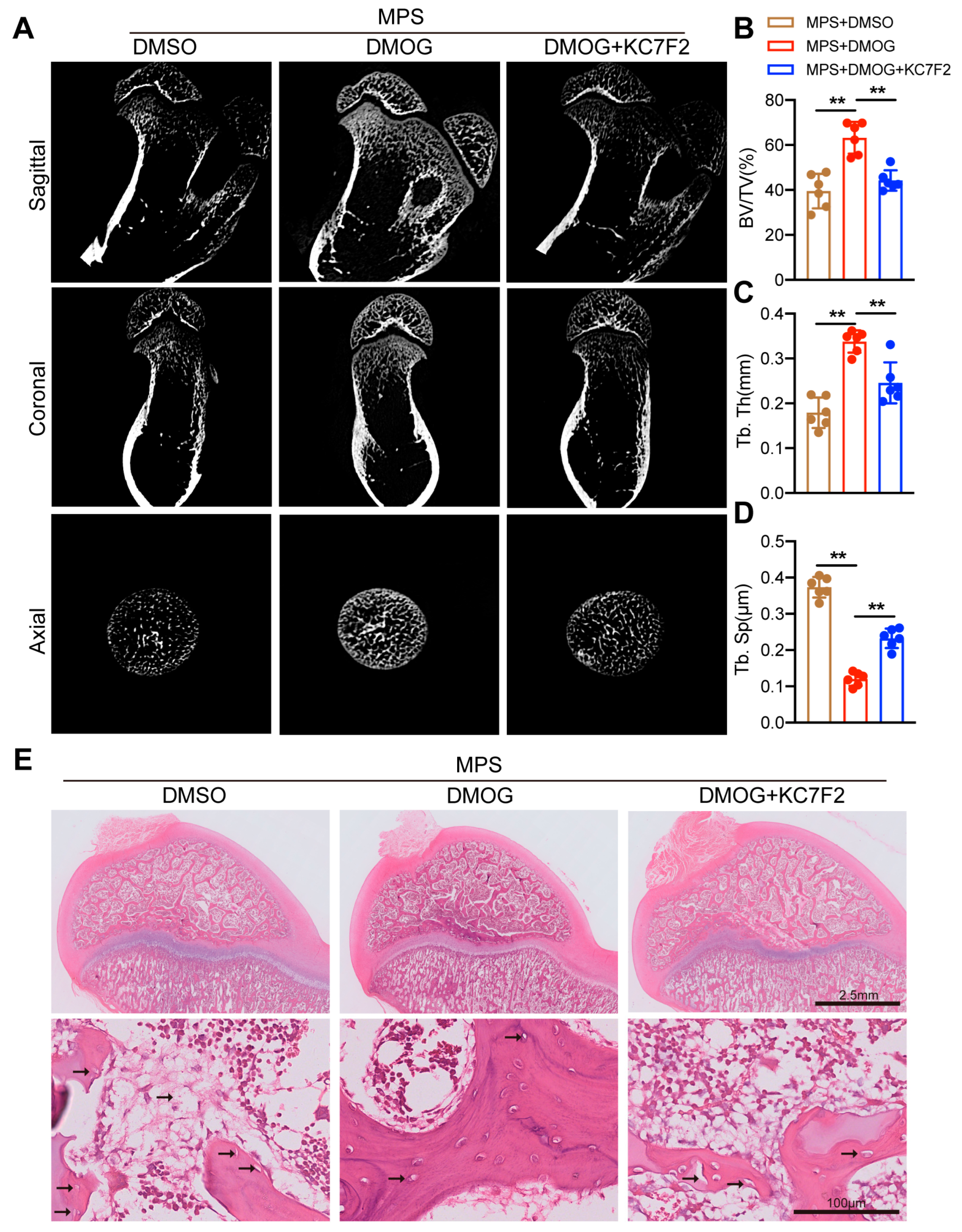 Biomedicines 11 00992 g004