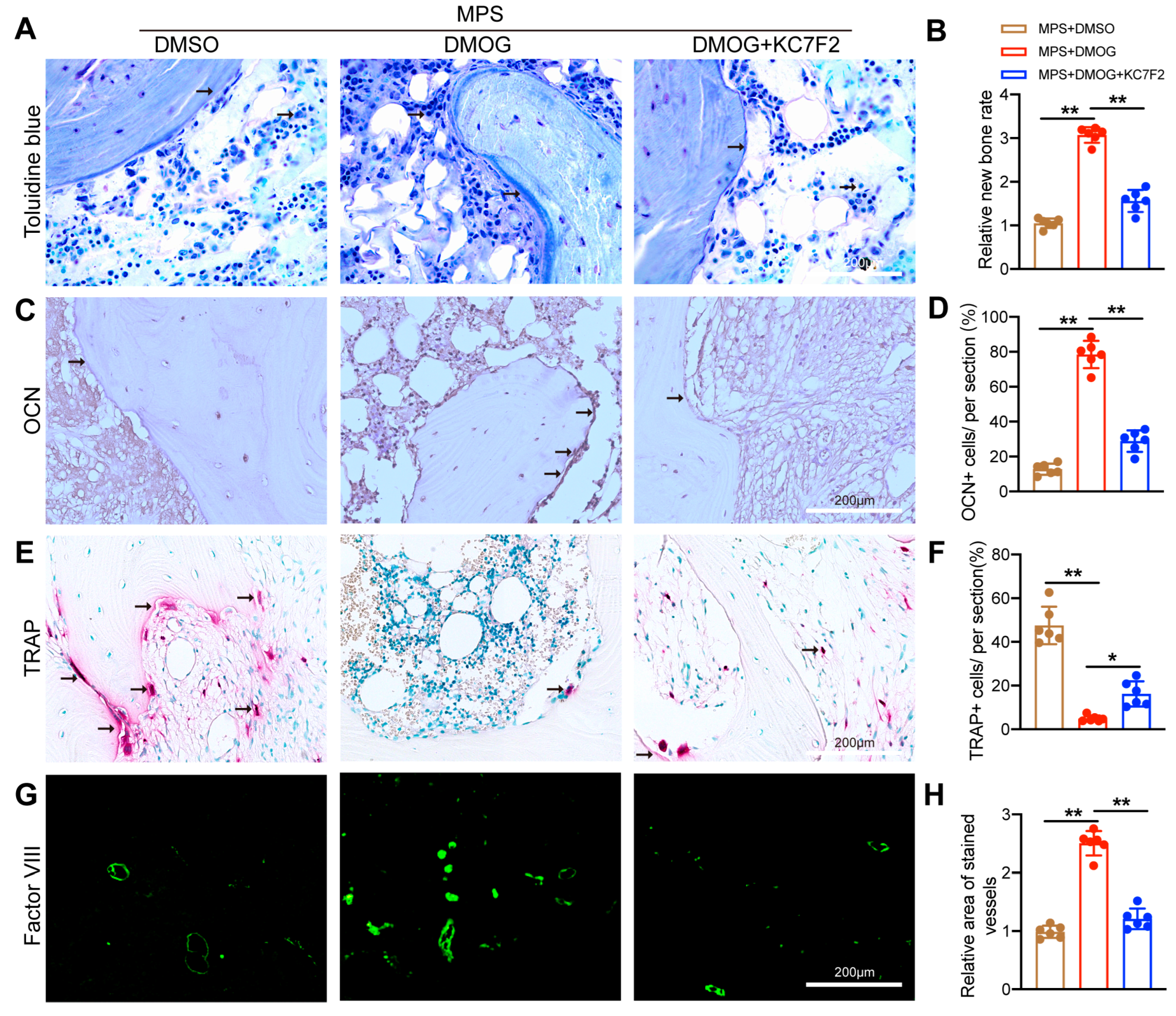 Biomedicines 11 00992 g005