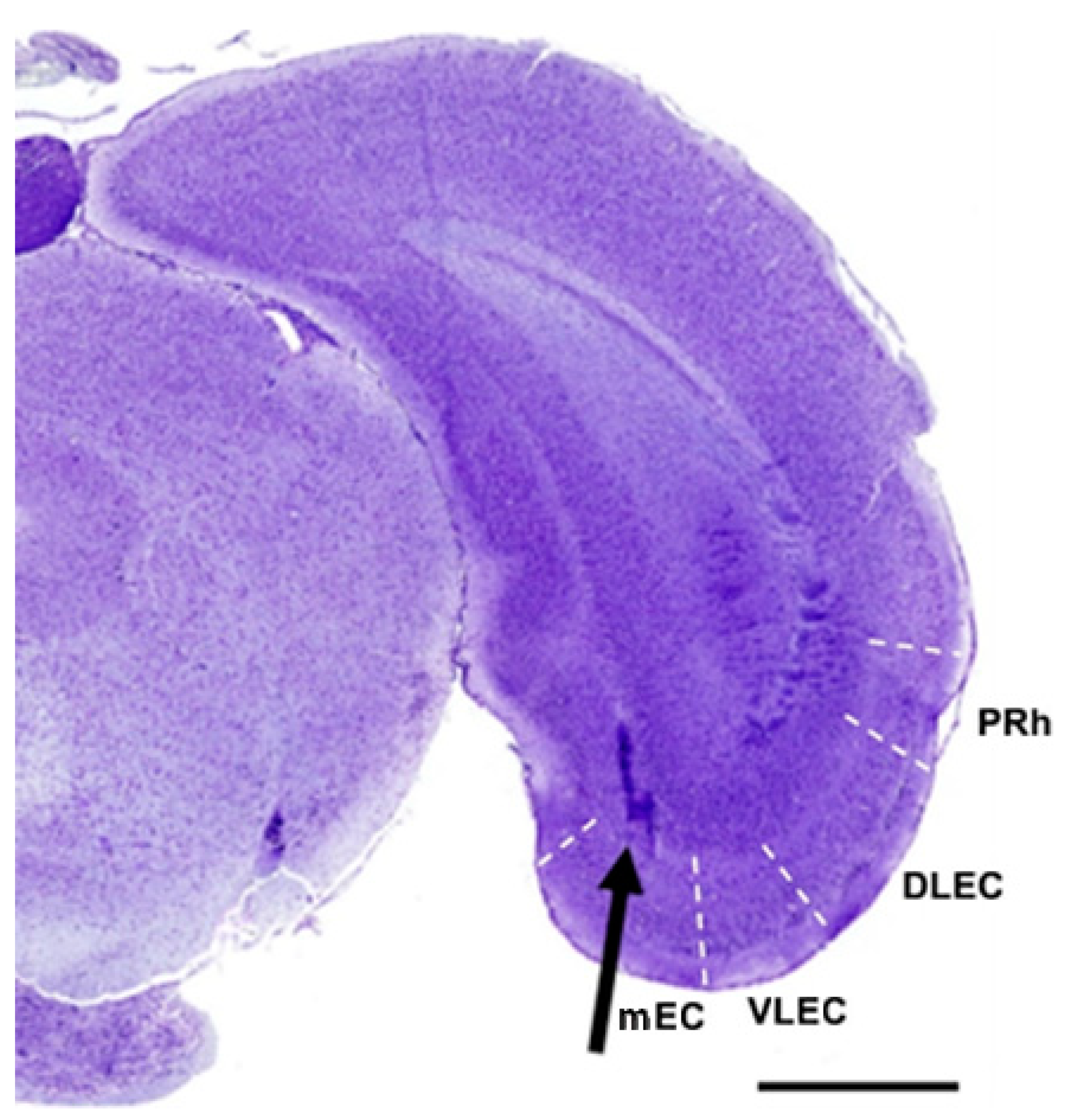 Biomedicines 11 01004 g001
