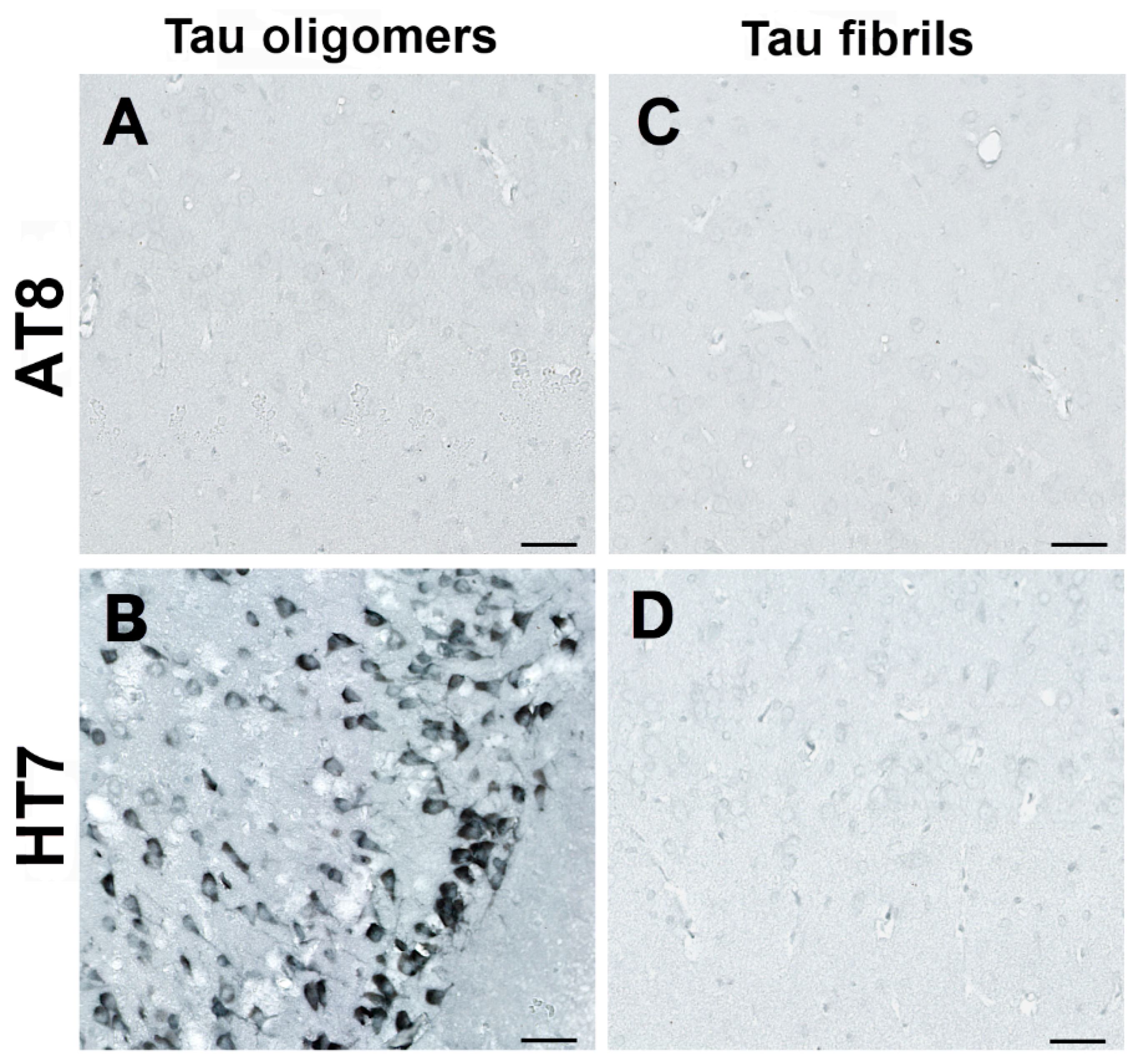 Biomedicines 11 01004 g003