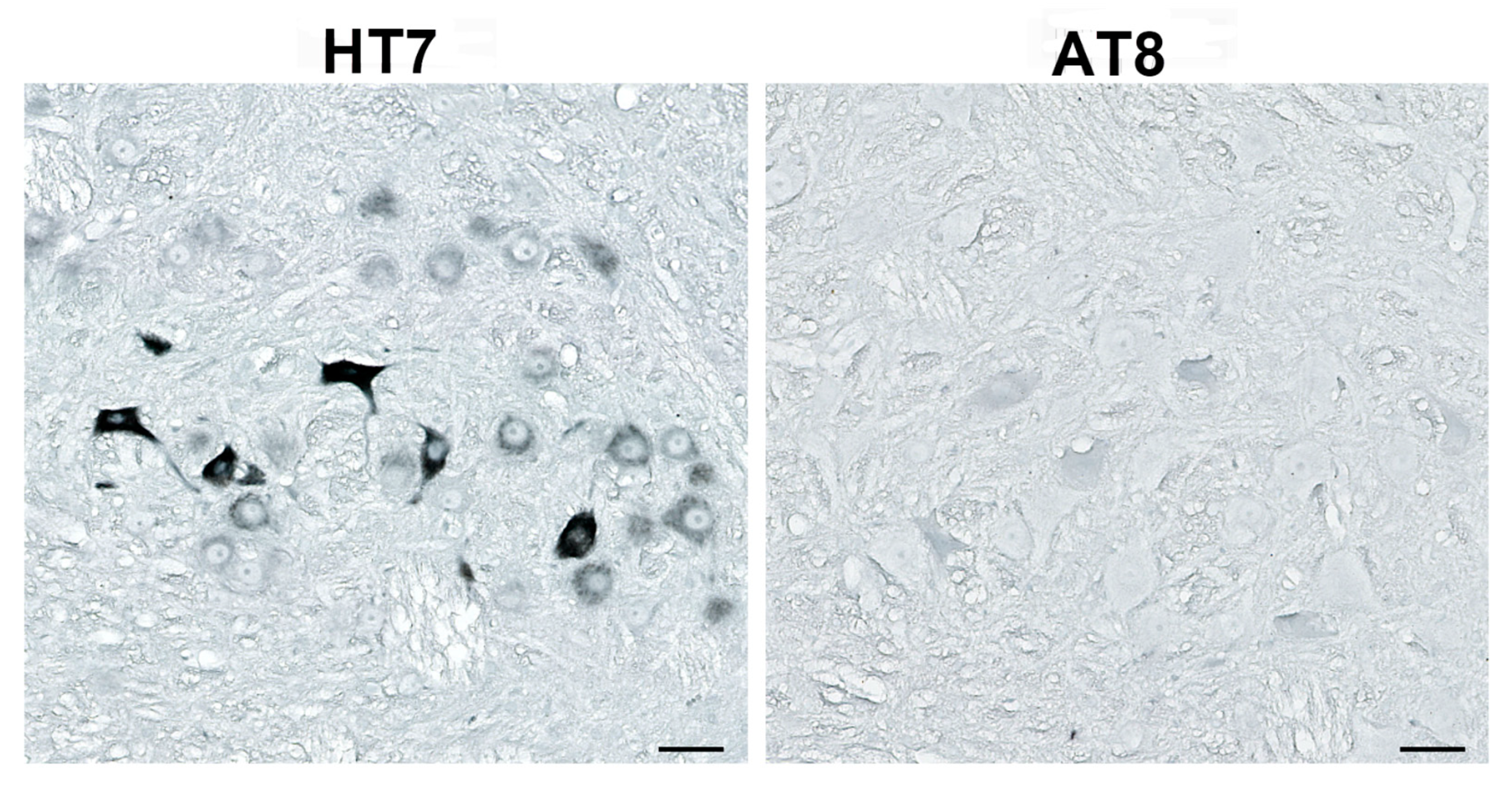 Biomedicines 11 01004 g004