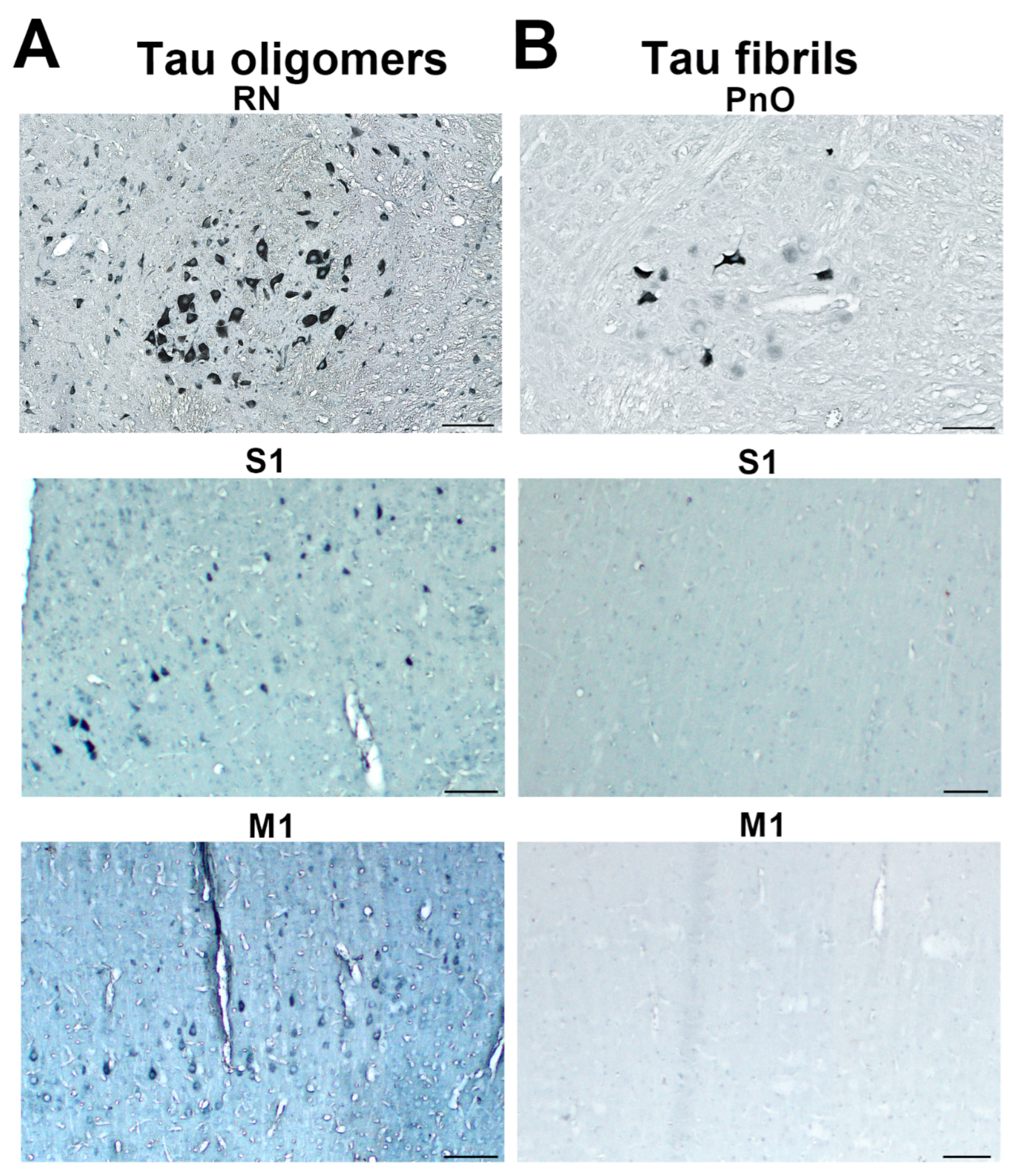 Biomedicines 11 01004 g005