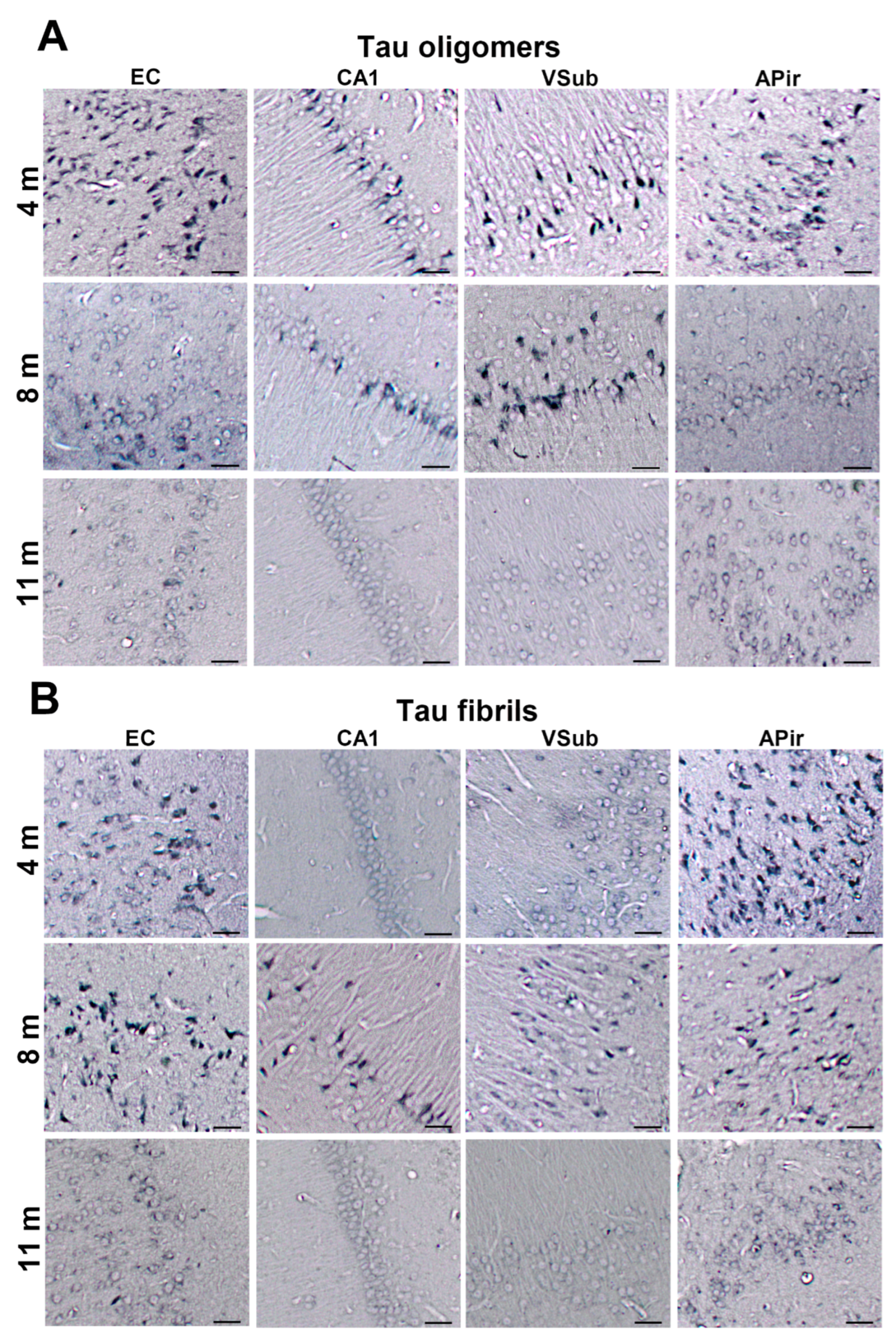 Biomedicines 11 01004 g006