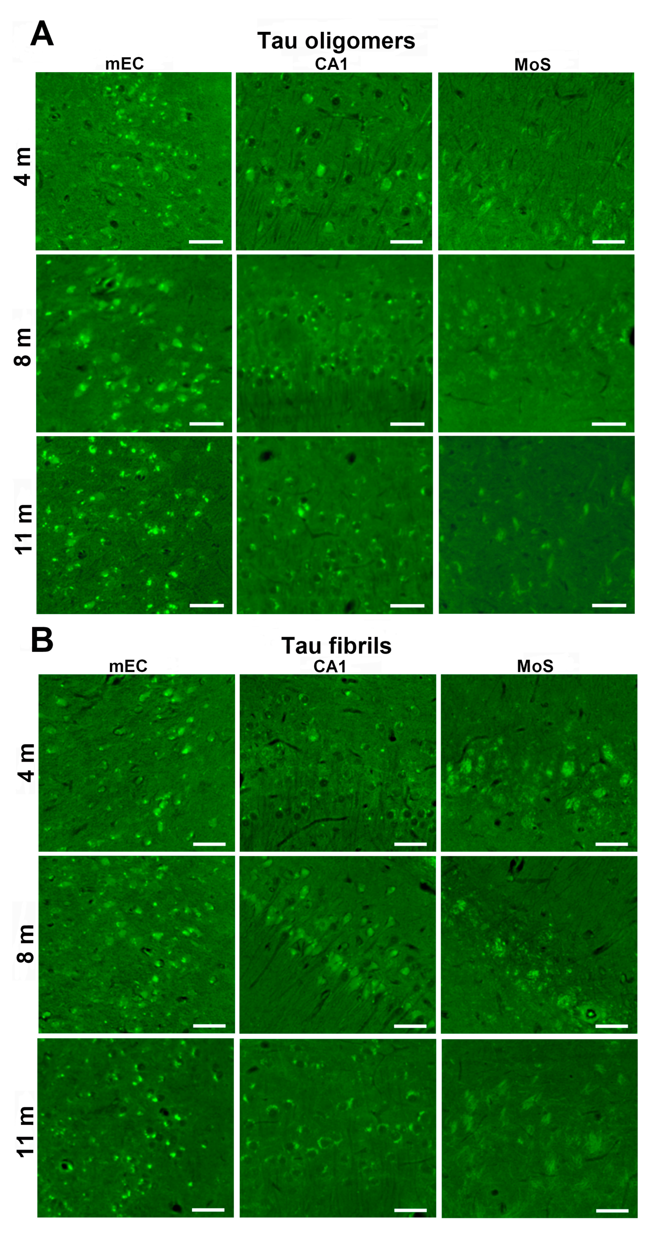 Biomedicines 11 01004 g007