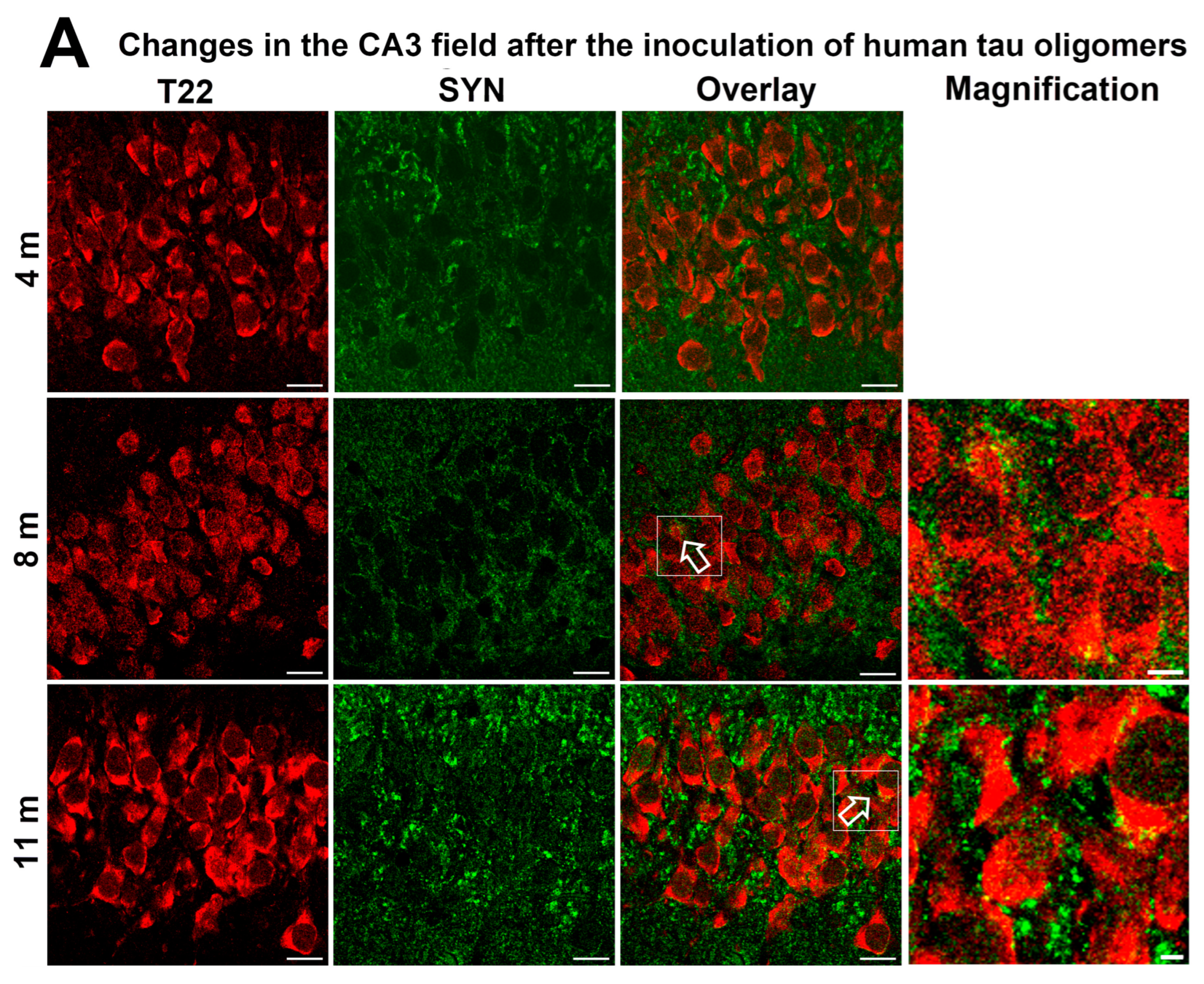 Biomedicines 11 01004 g008a