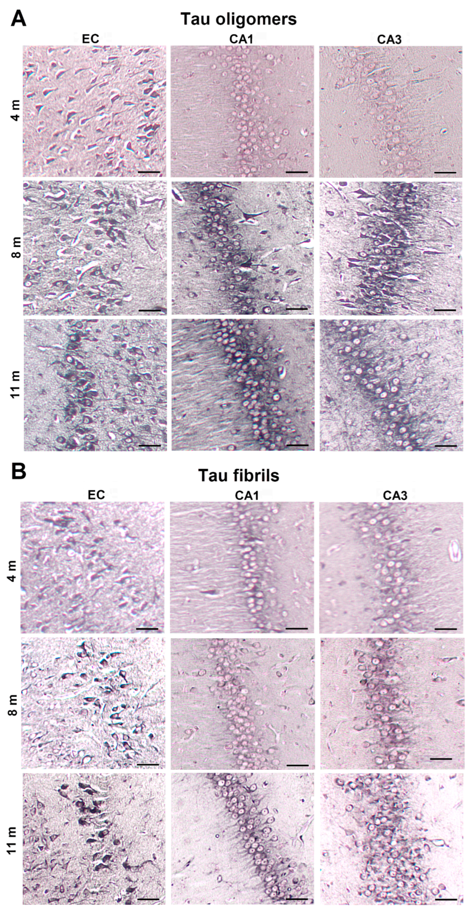 Biomedicines 11 01004 g010