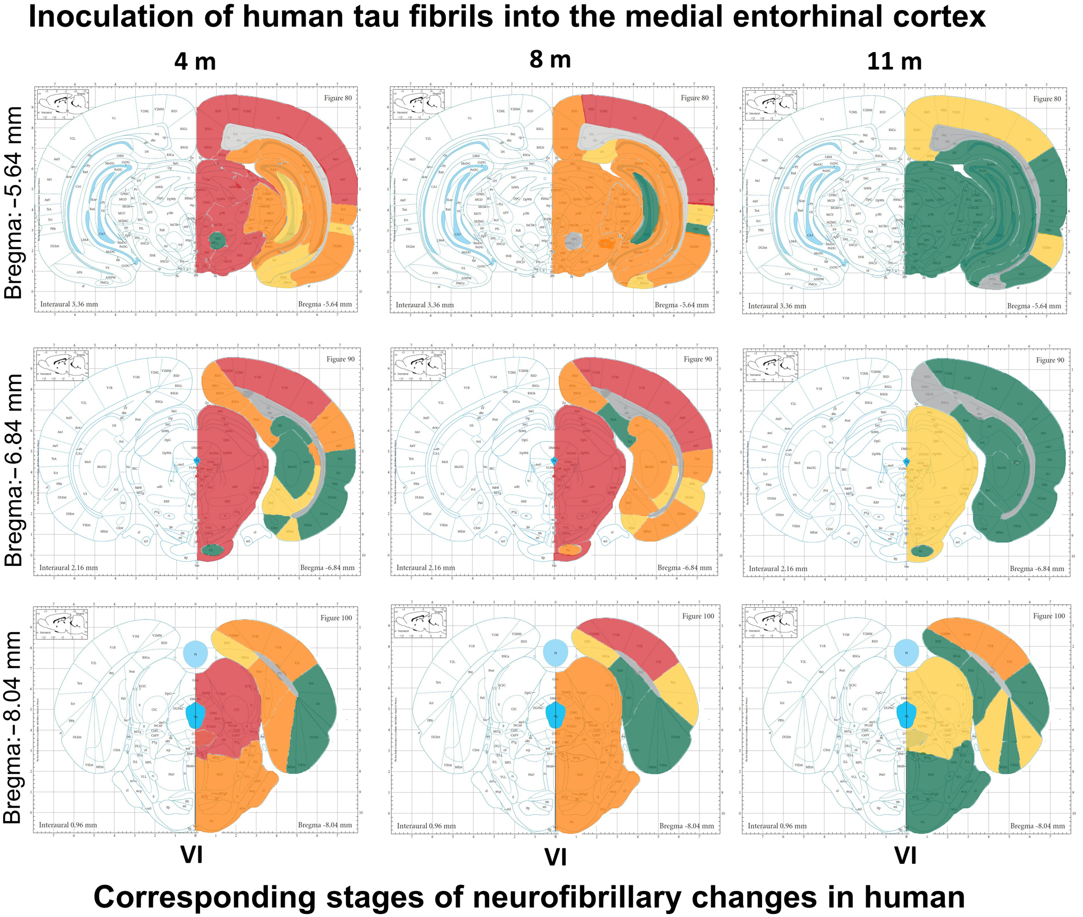 Biomedicines 11 01004 g012