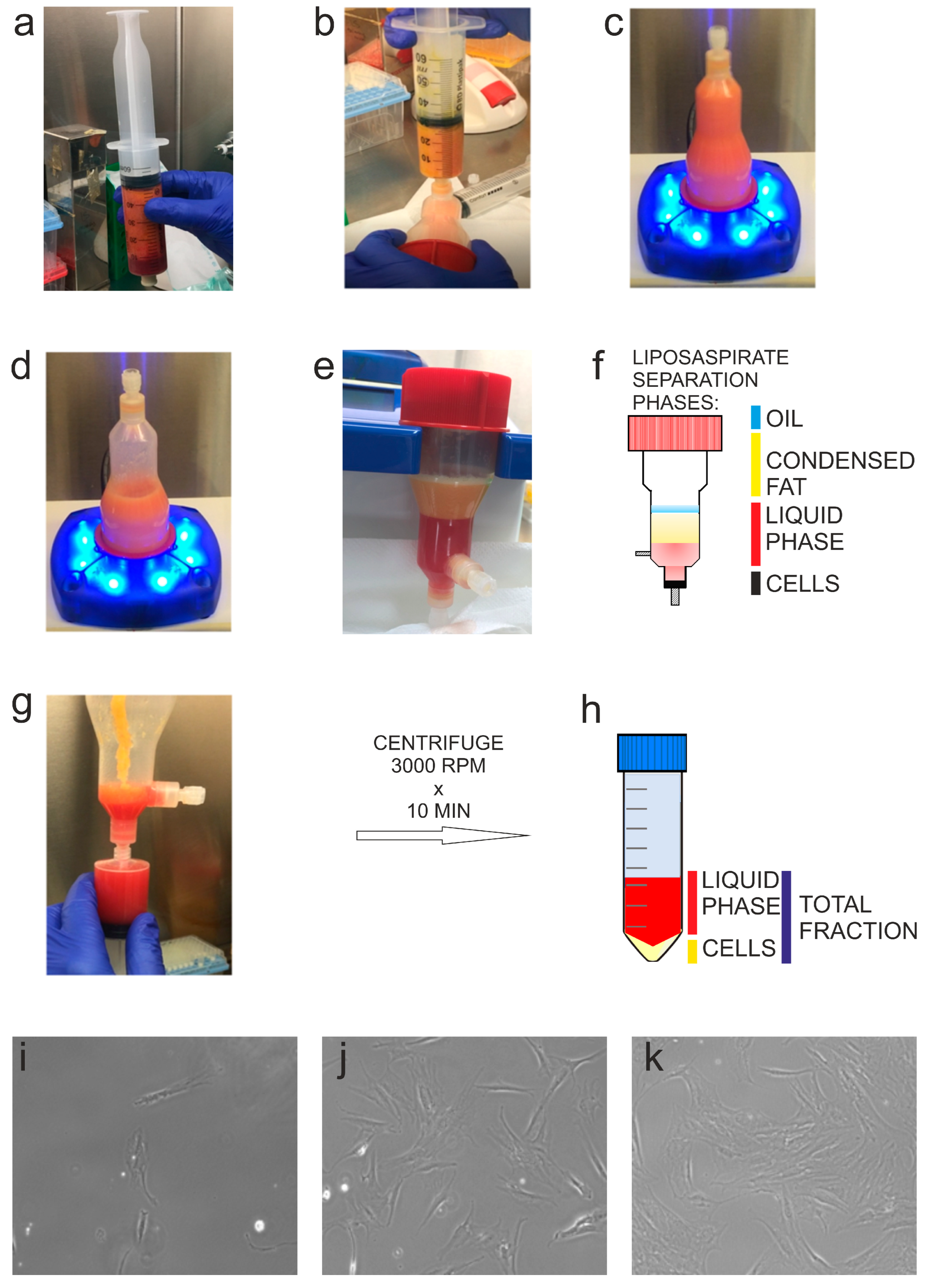 Biomedicines 11 01006 g002