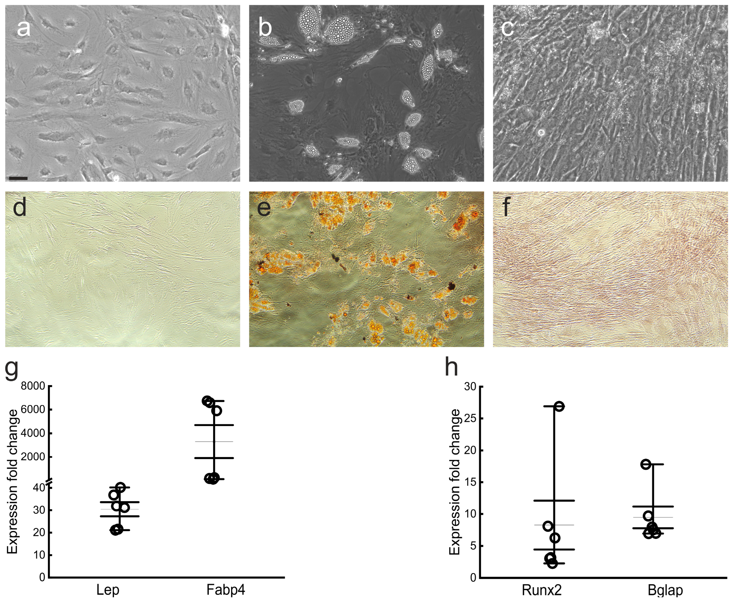 Biomedicines 11 01006 g004