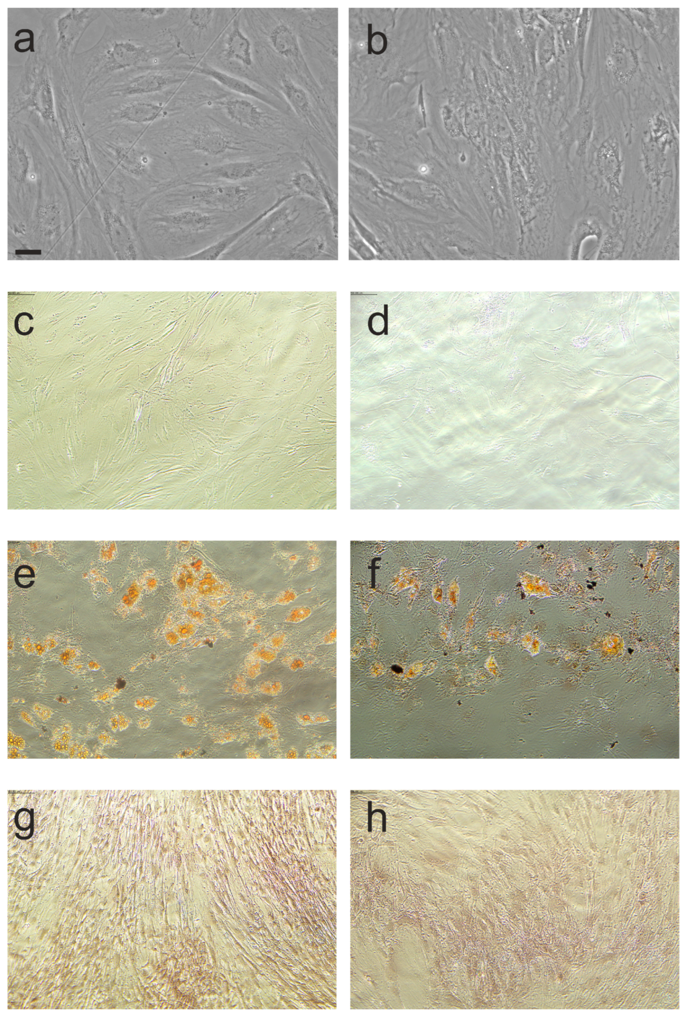 Biomedicines 11 01006 g007