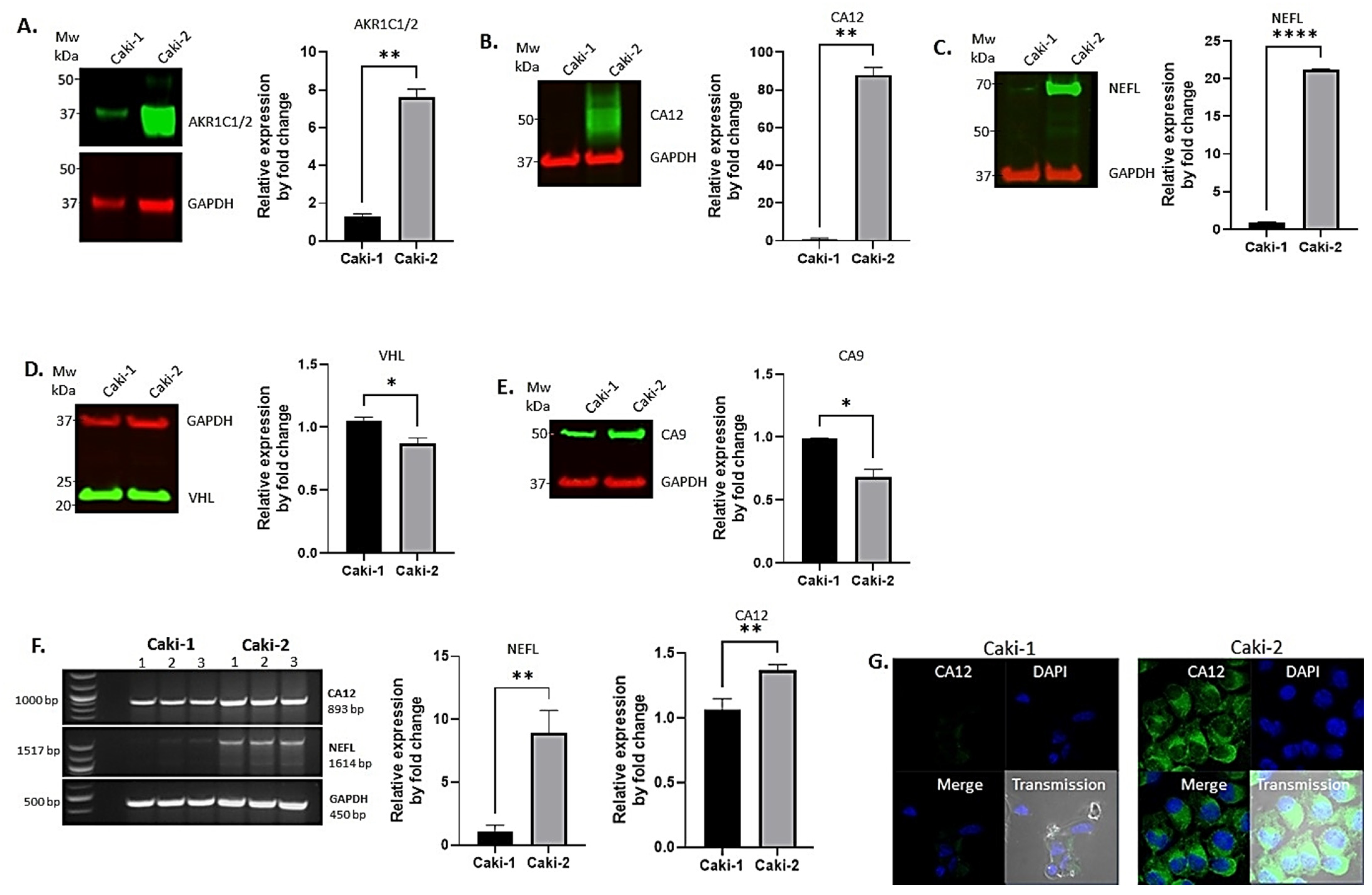 Biomedicines 11 01010 g001