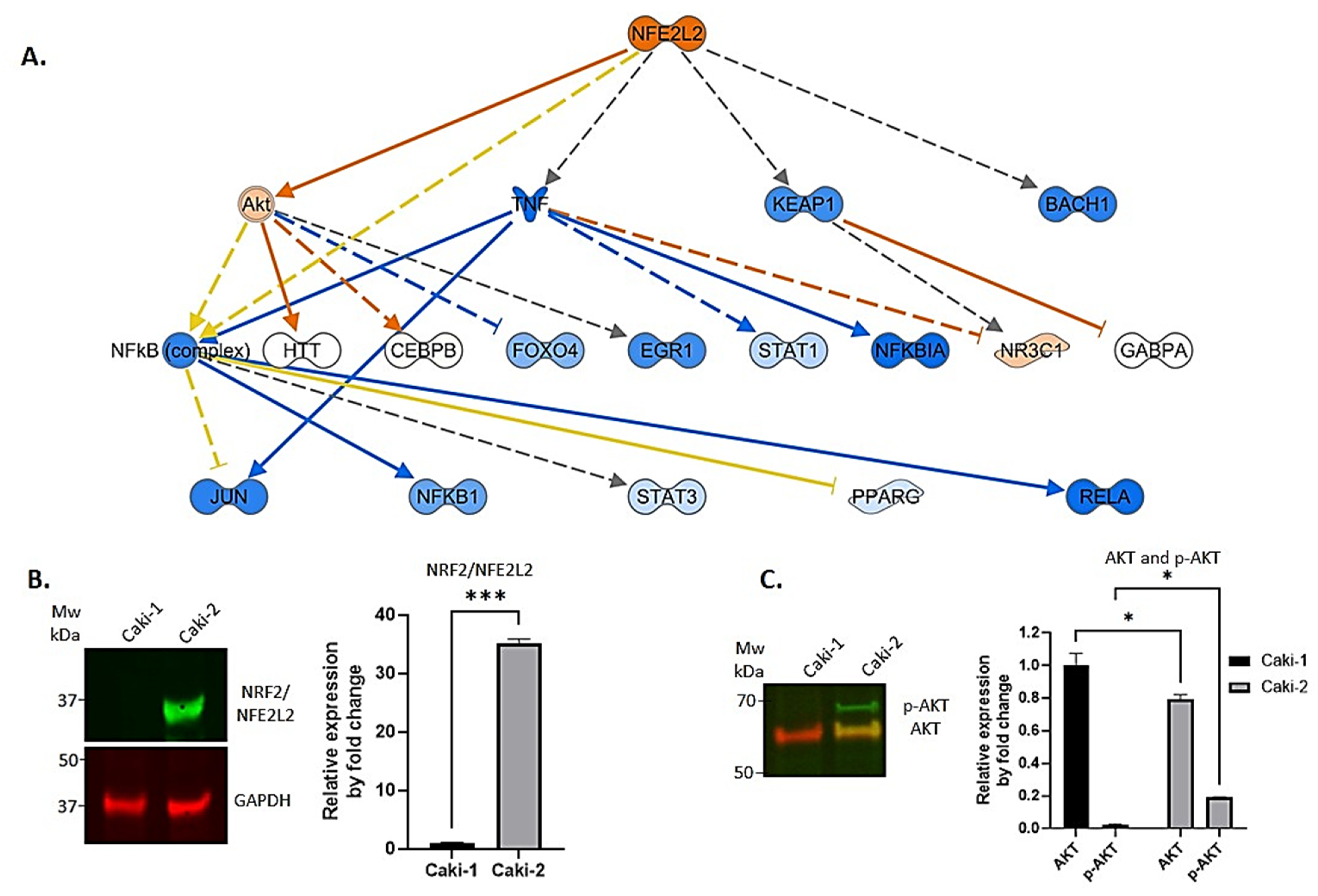 Biomedicines 11 01010 g005