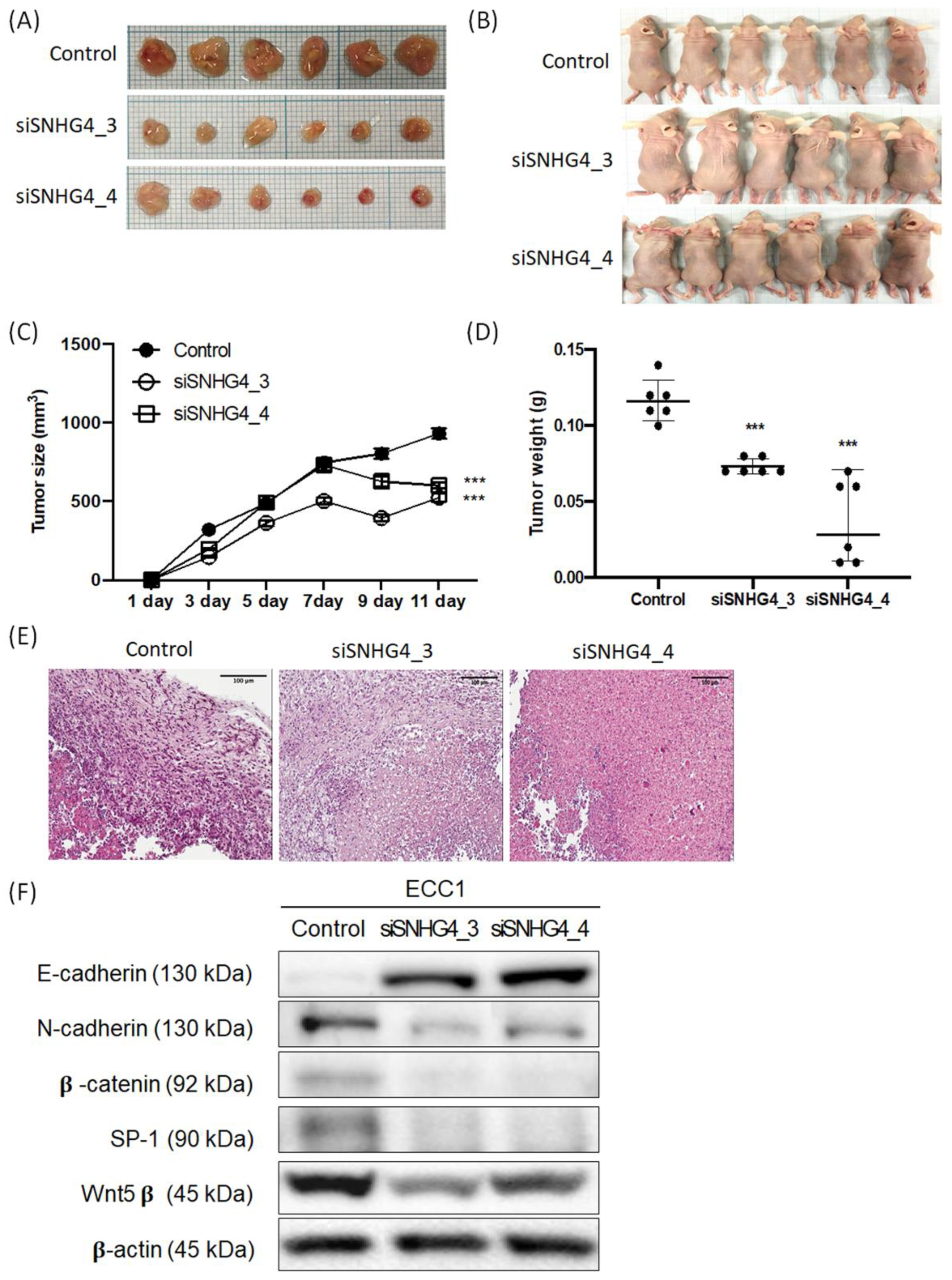 Biomedicines 11 01018 g006 Biomedicines 11 01018 g006