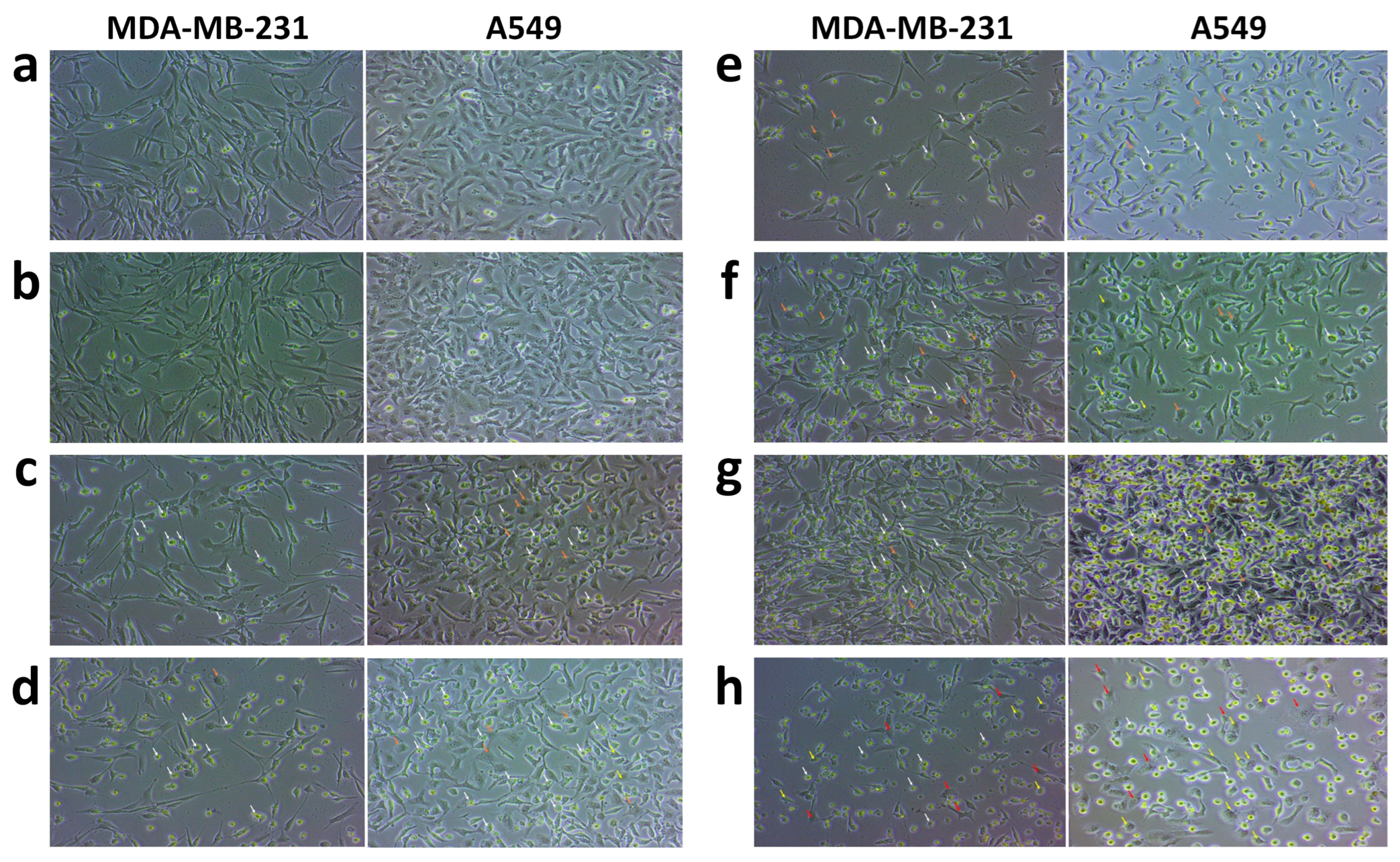 Biomedicines 11 01021 g007 Biomedicines 11 01021 g007