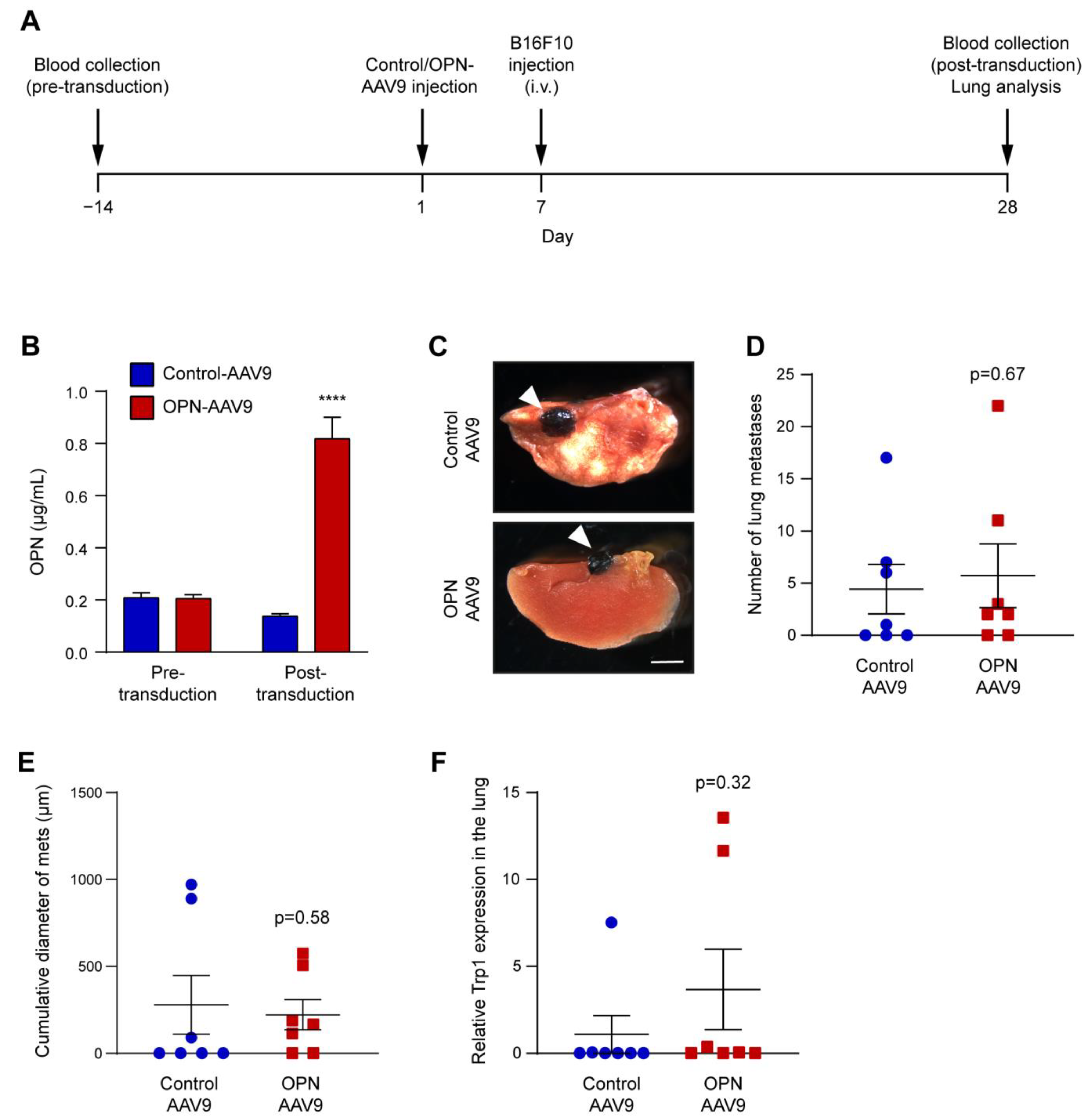 Biomedicines 11 01038 g006