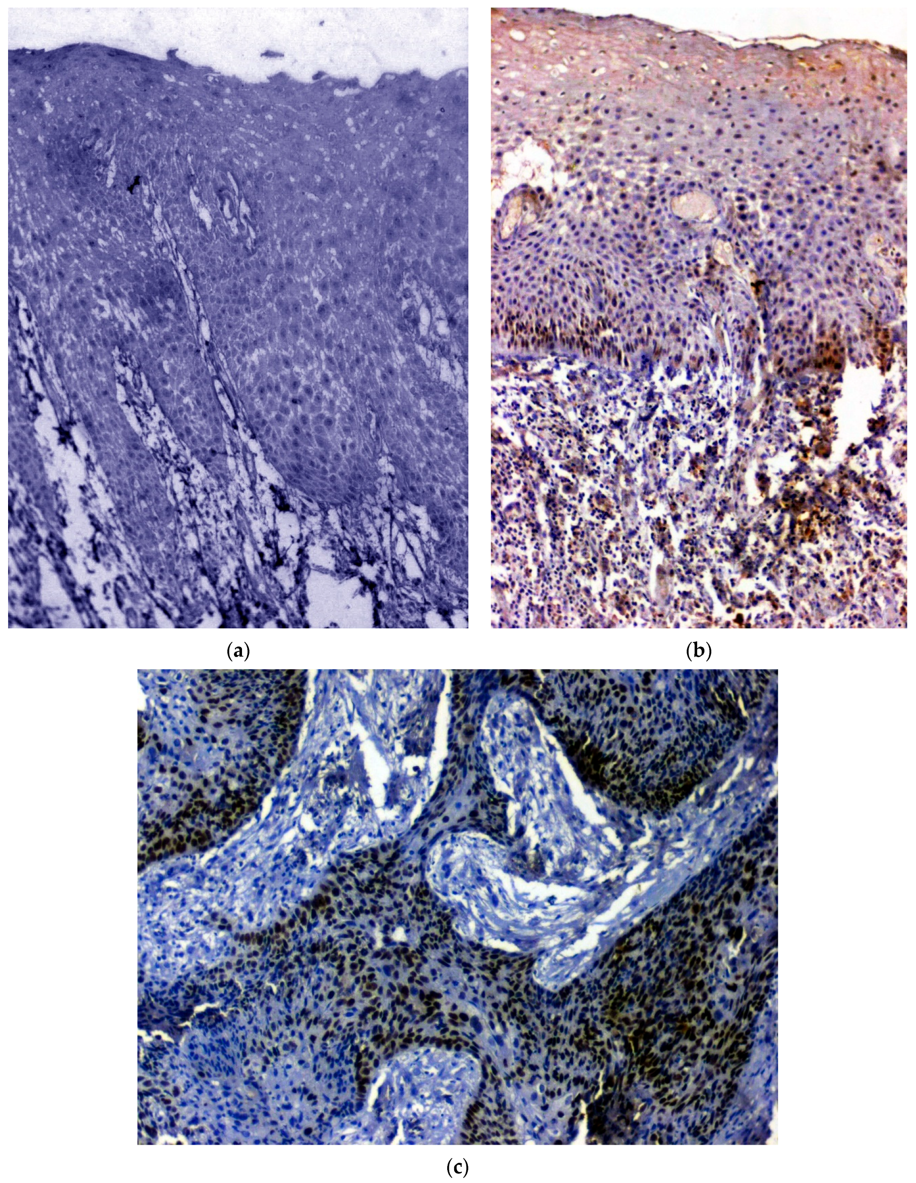 Biomedicines 11 01040 g002