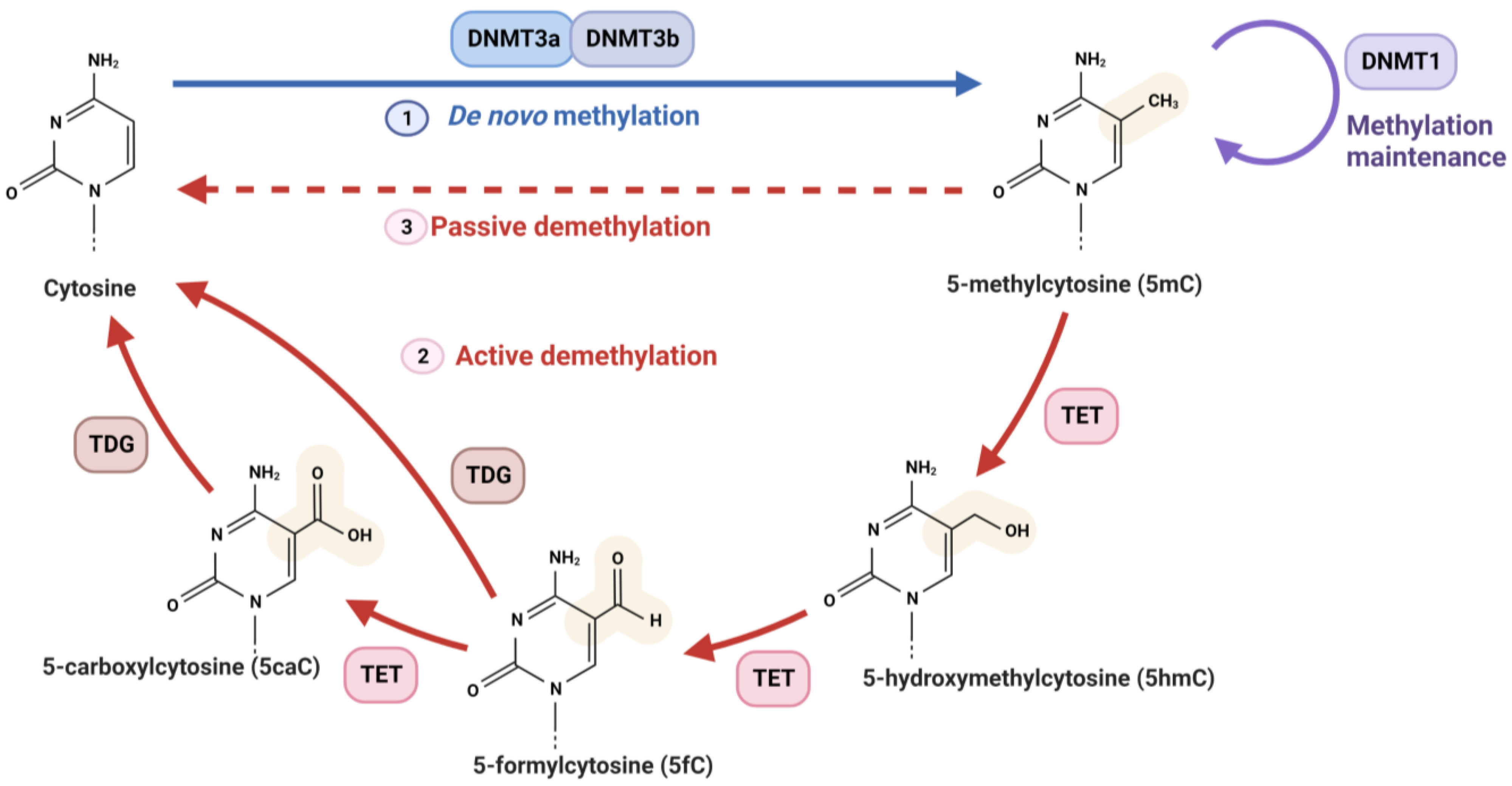Biomedicines 11 01047 g001