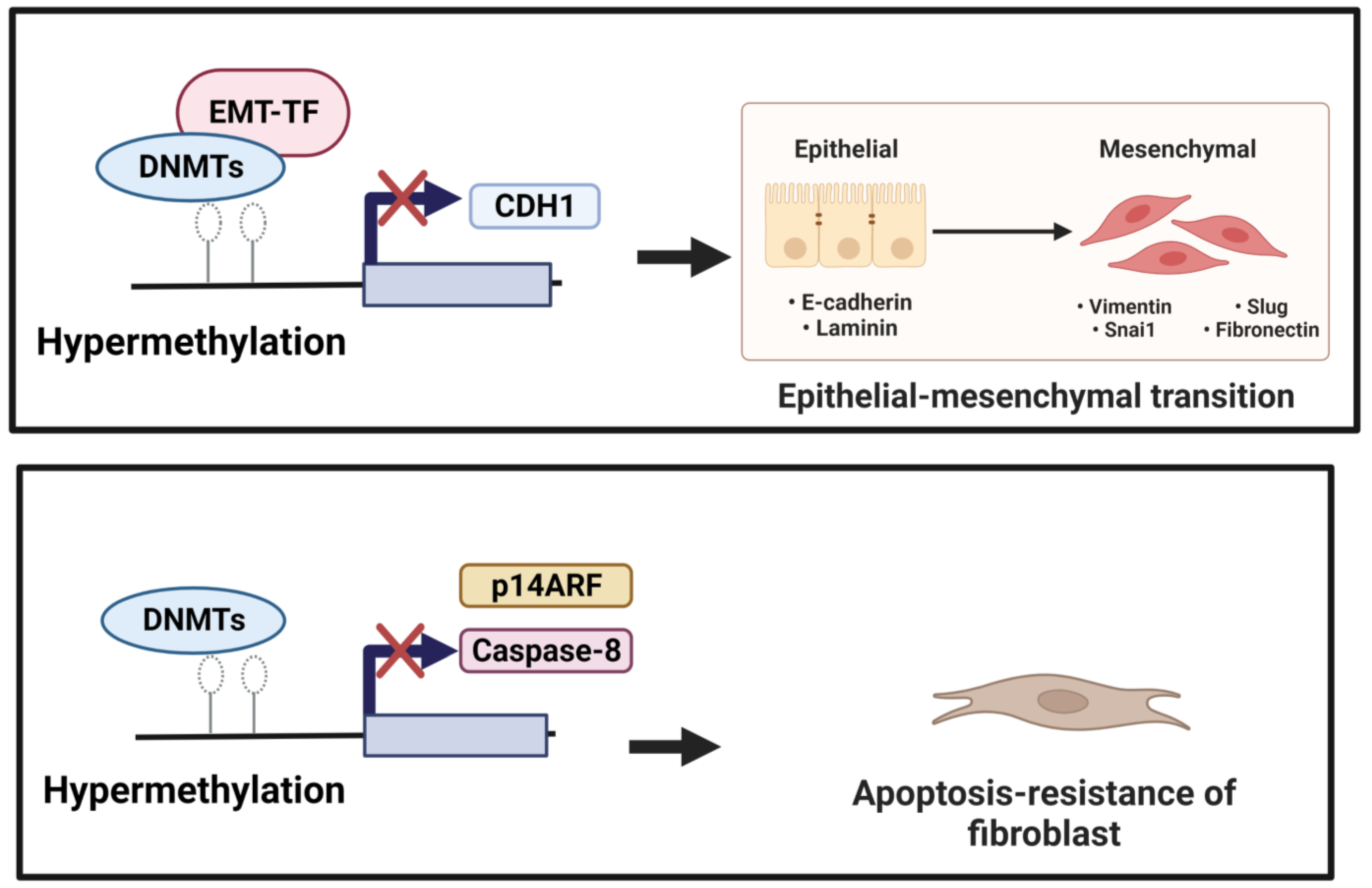 Biomedicines 11 01047 g002
