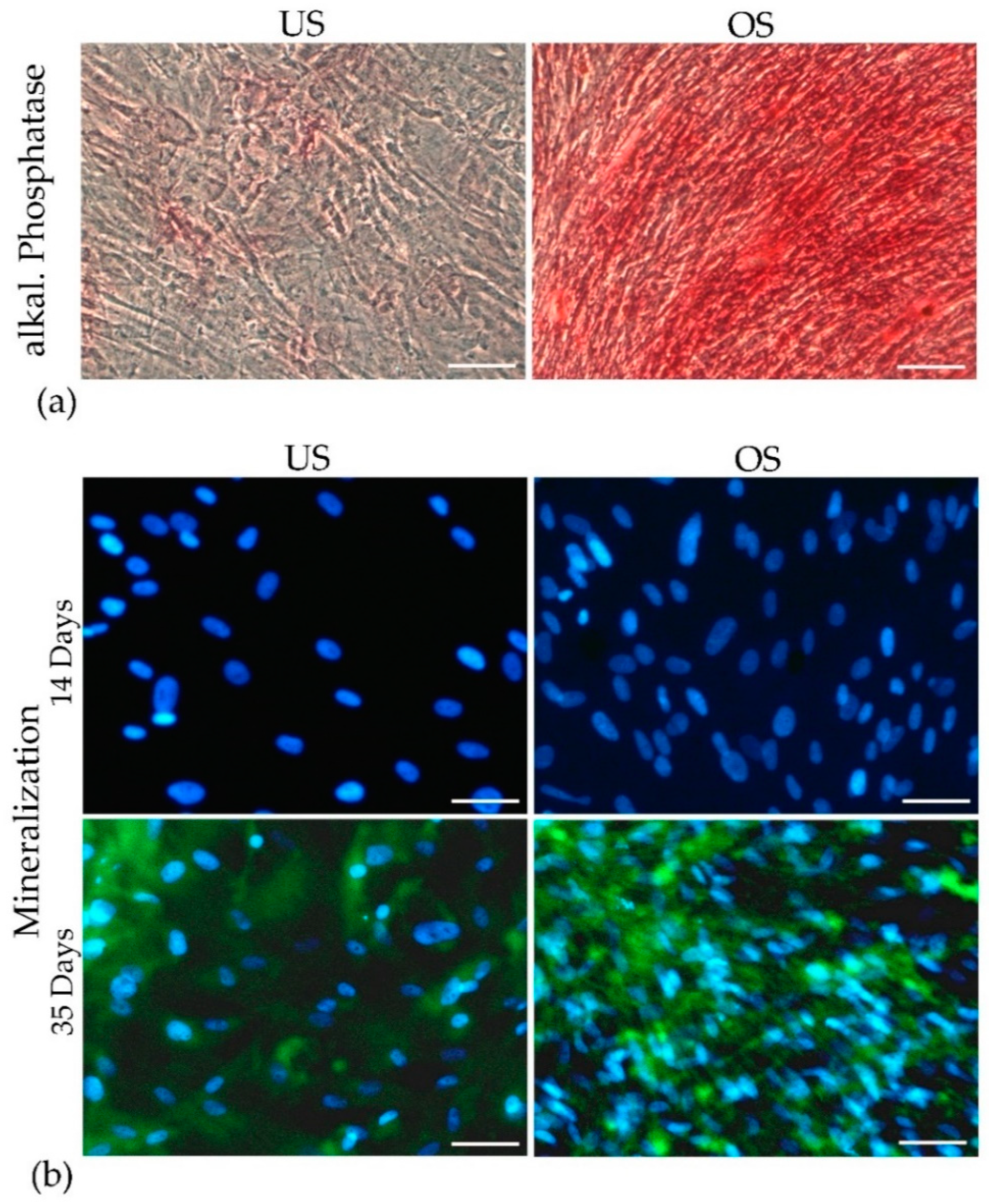 Biomedicines 11 01049 g005