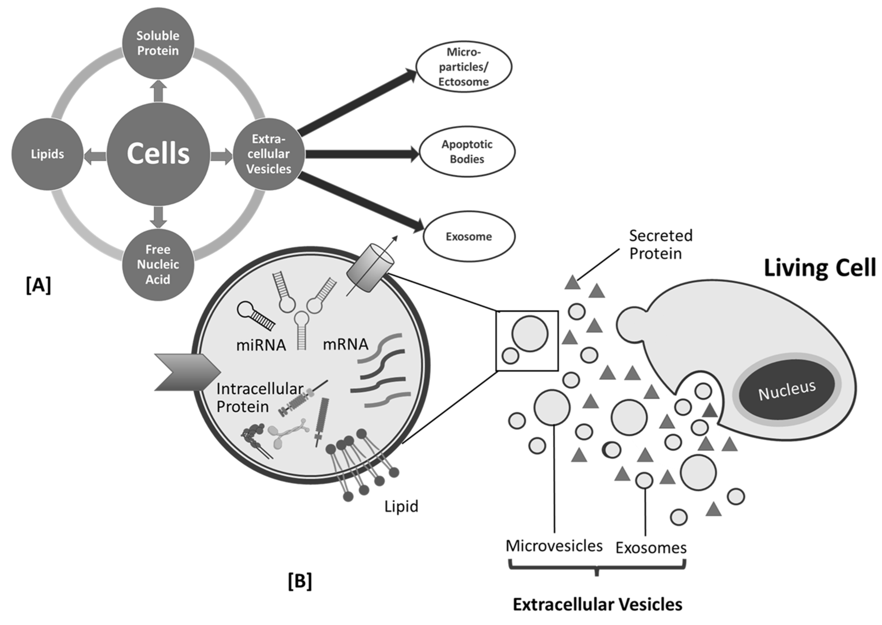 Biomedicines 11 01053 g002 Biomedicines 11 01053 g002
