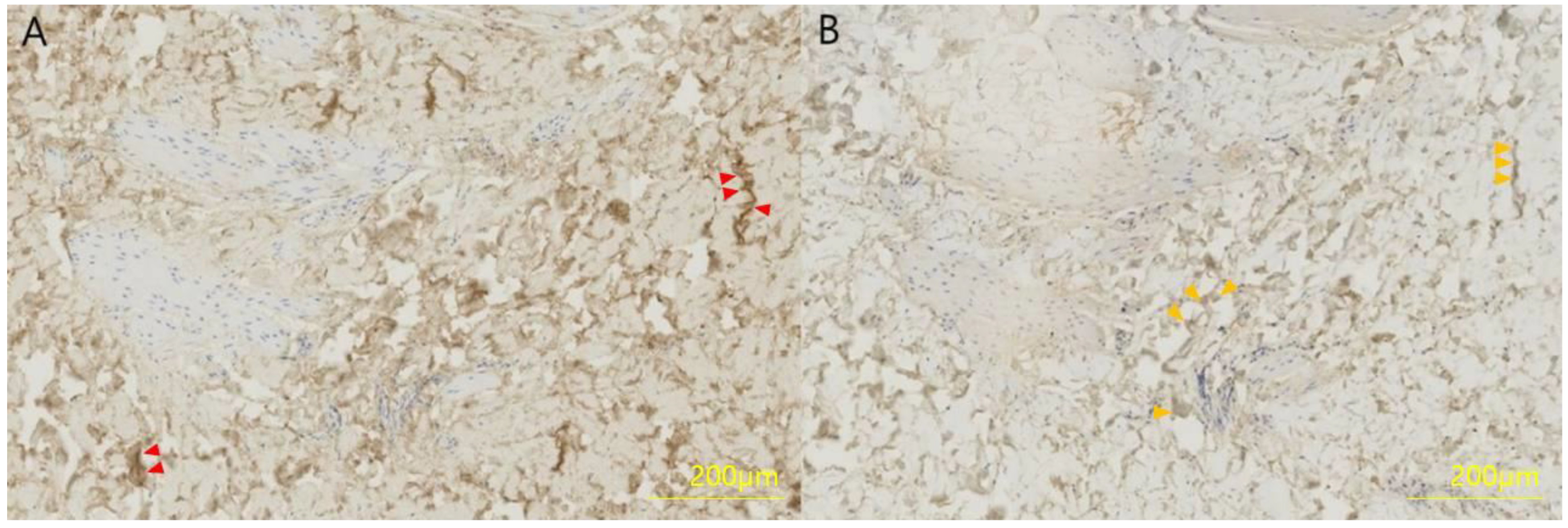 Biomedicines 11 01089 g002 Biomedicines 11 01089 g002