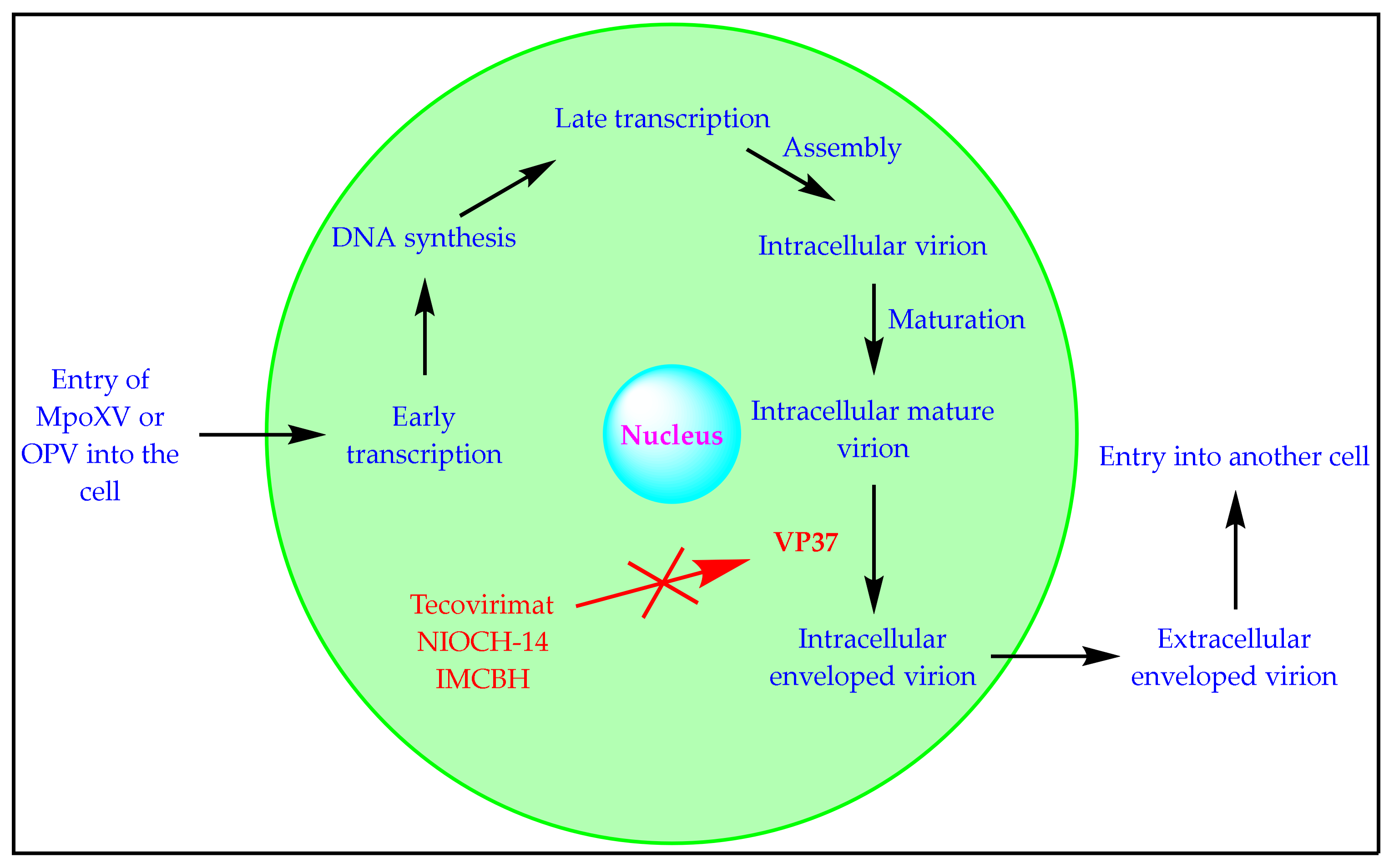 Biomedicines 11 01106 g002