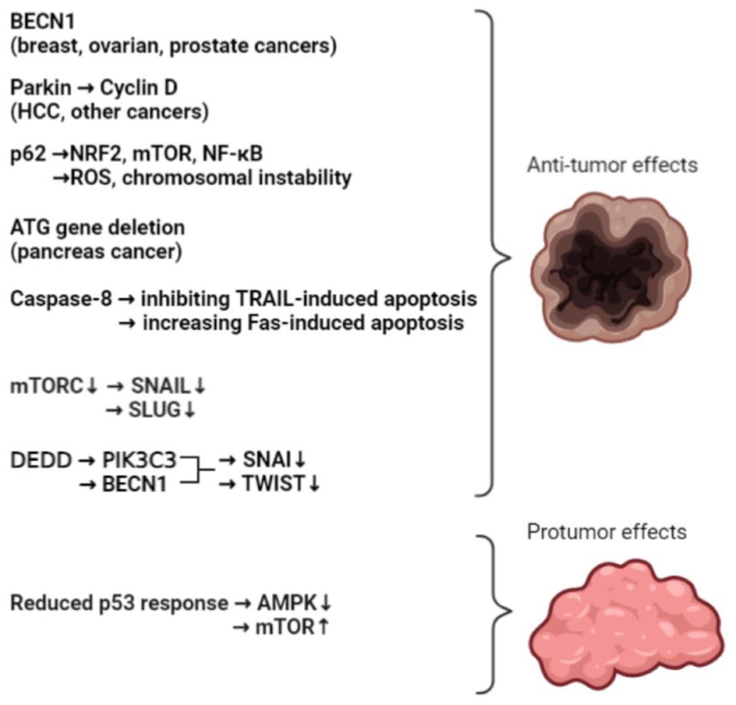 Biomedicines 11 01130 g001