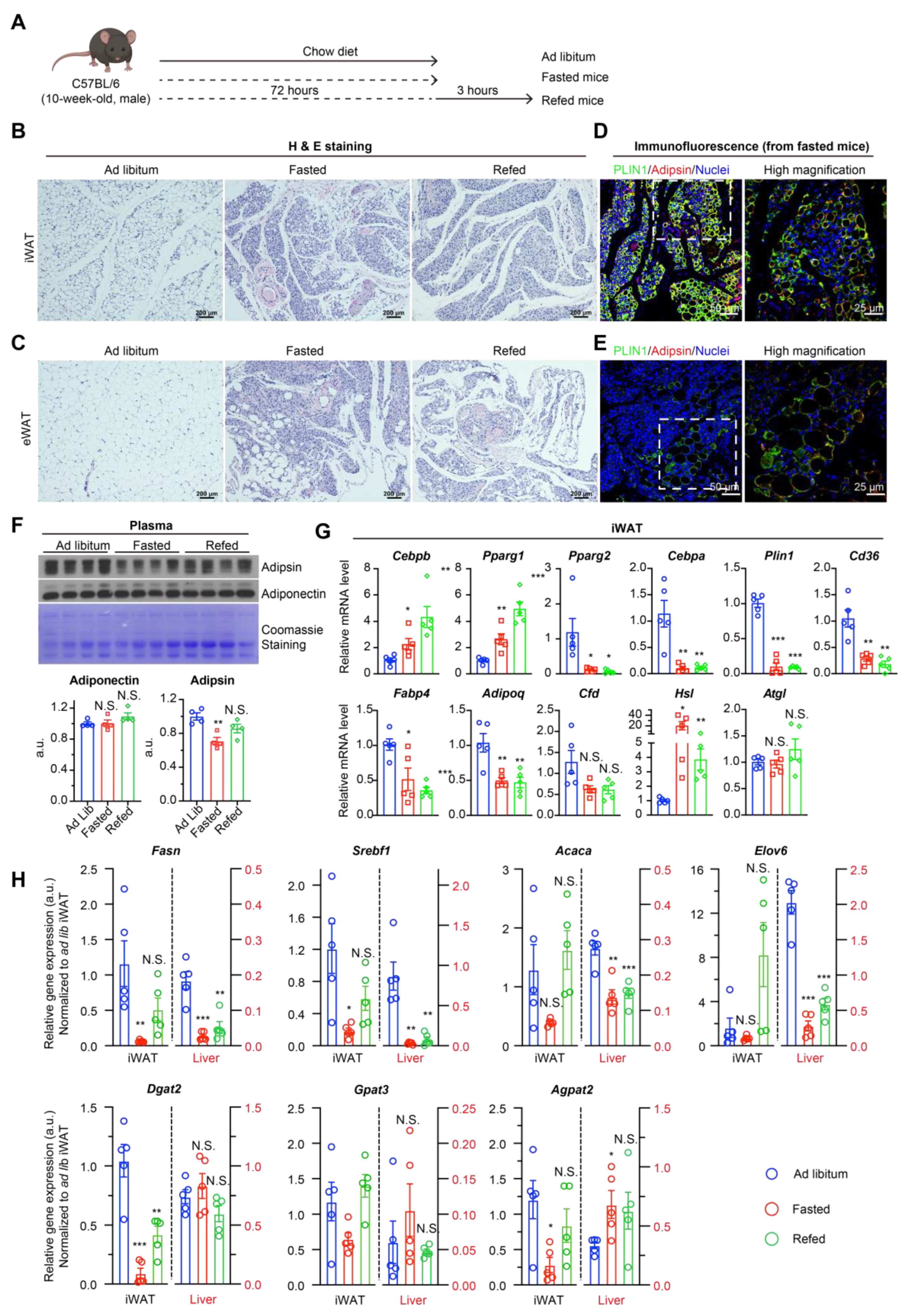 Biomedicines 11 01132 g001