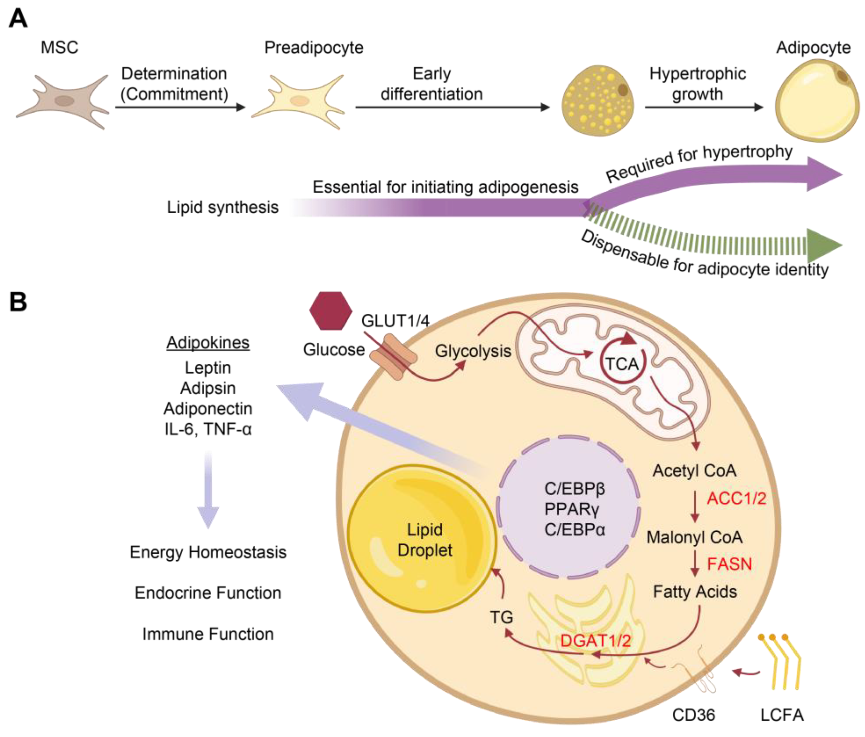 Biomedicines 11 01132 g007