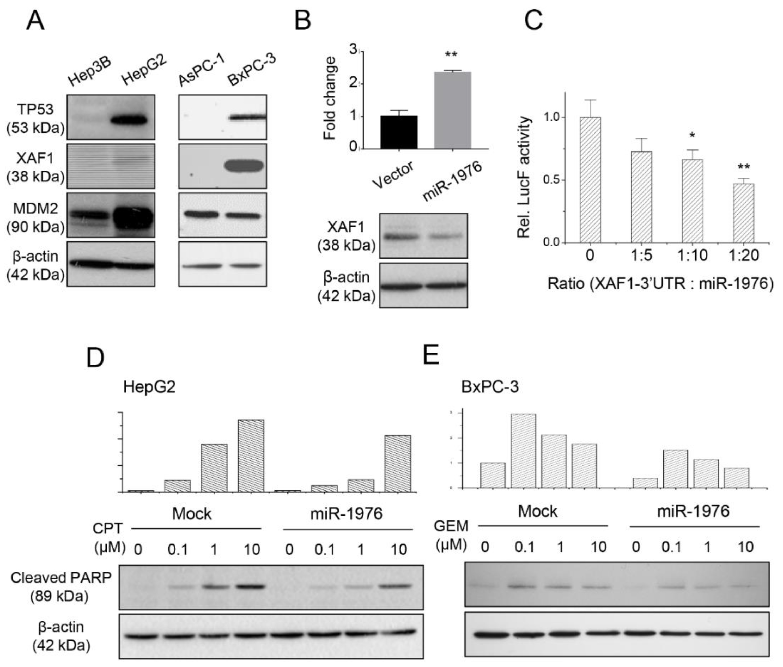 Biomedicines 11 01136 g002