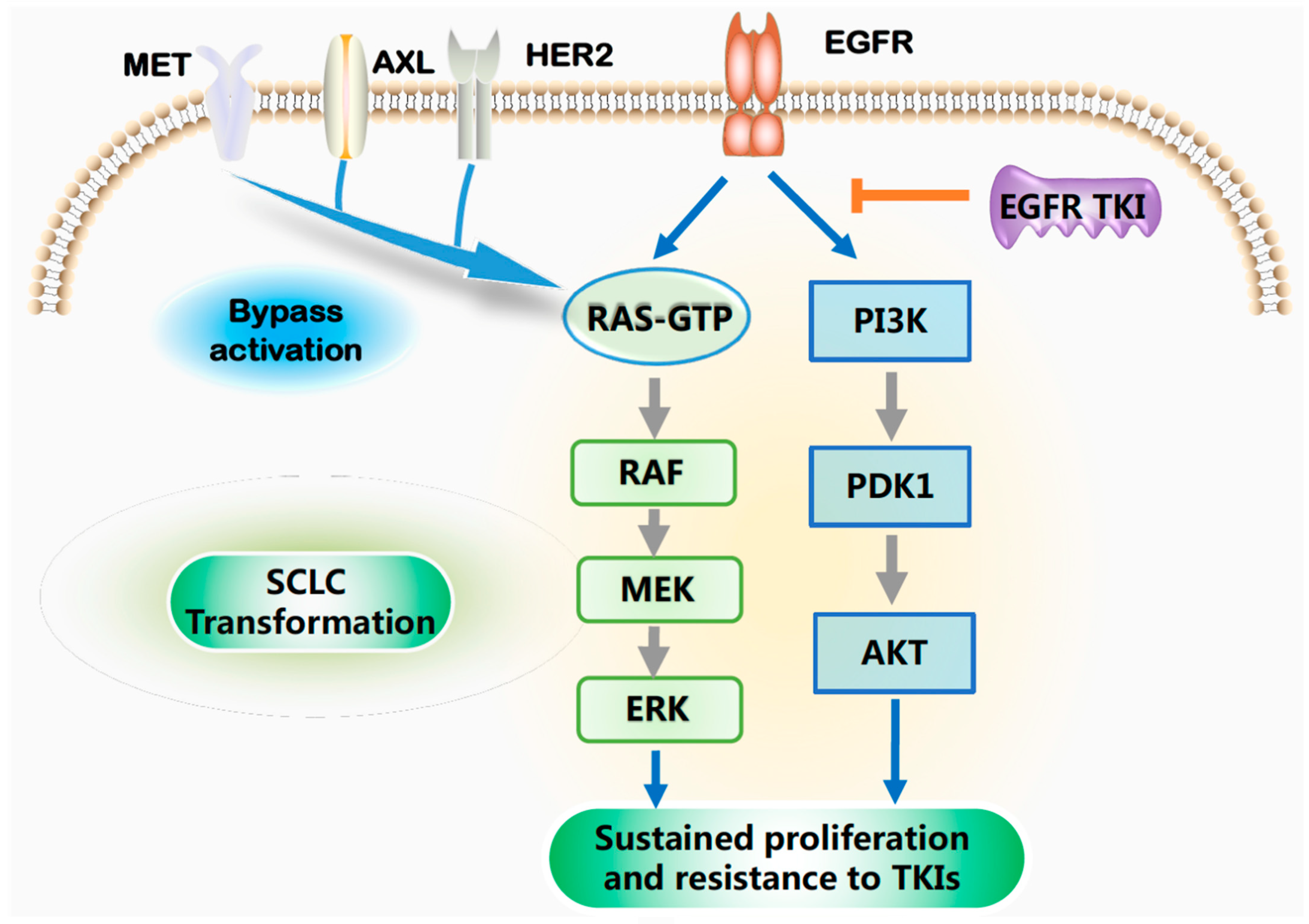 Biomedicines 11 01141 g002a