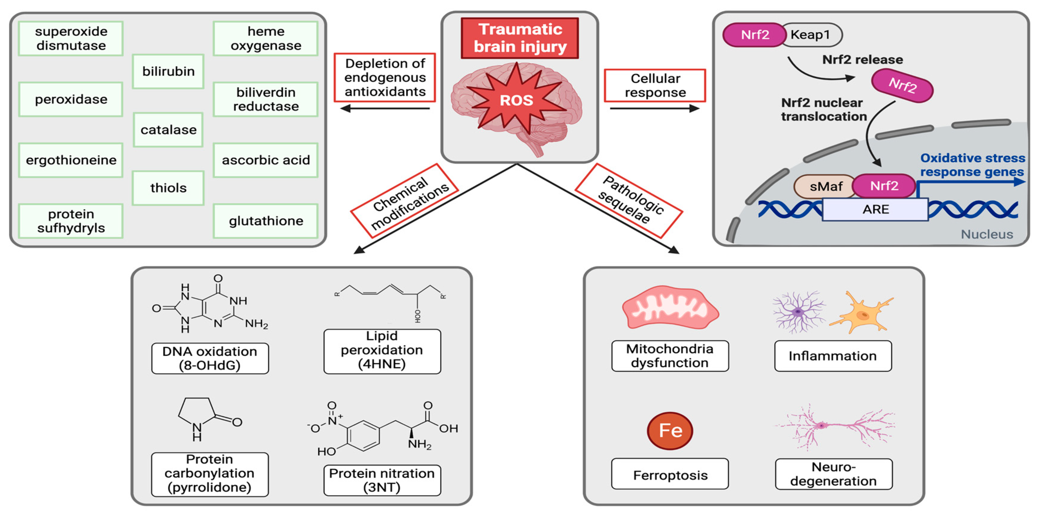 Biomedicines 11 01154 g001