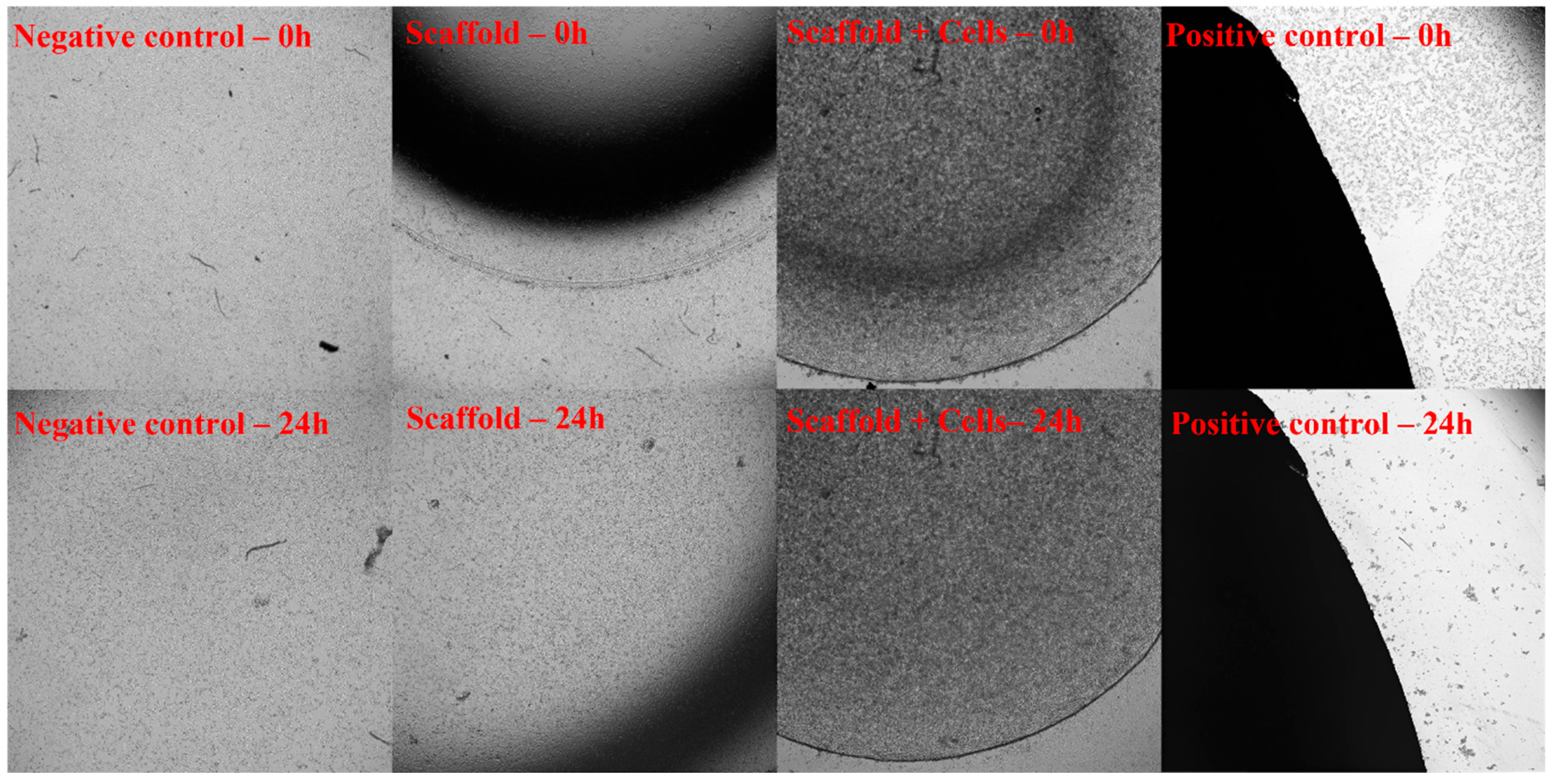 Biomedicines 11 01158 g005