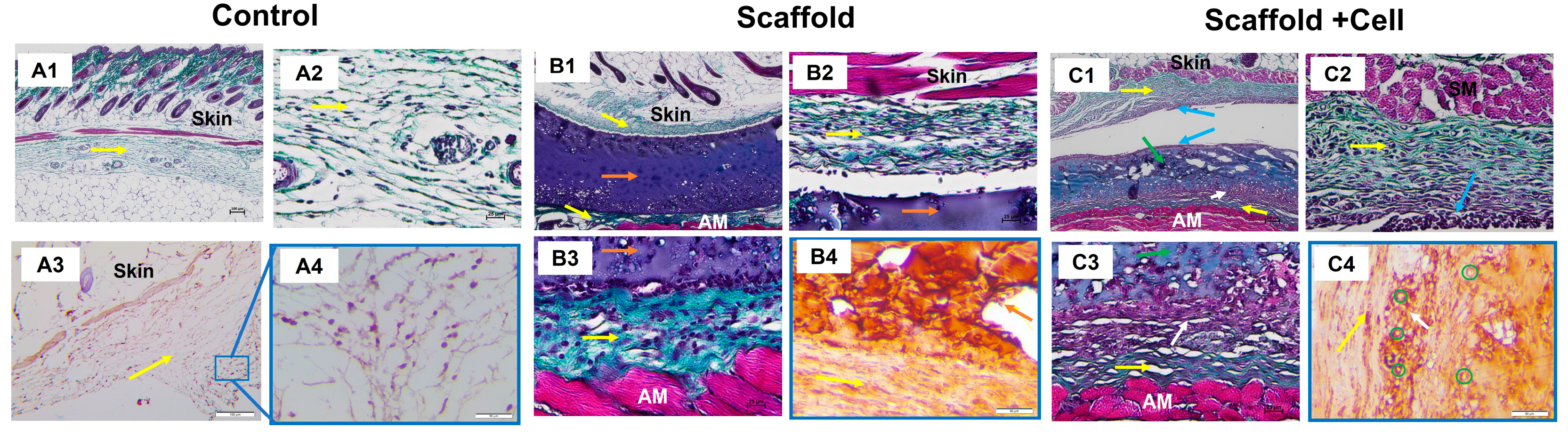 Biomedicines 11 01158 g008