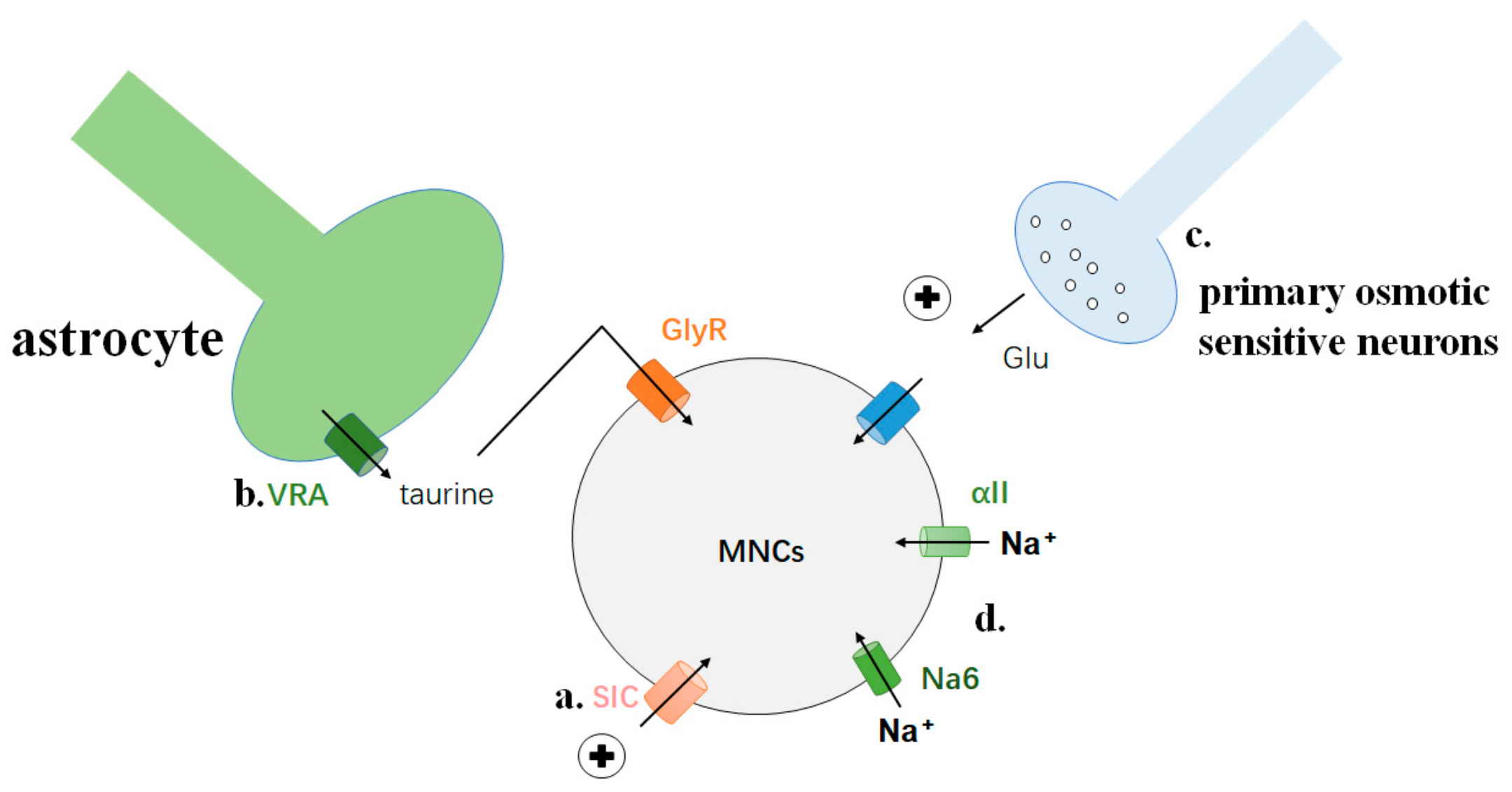 Biomedicines 11 01164 g004 Biomedicines 11 01164 g004