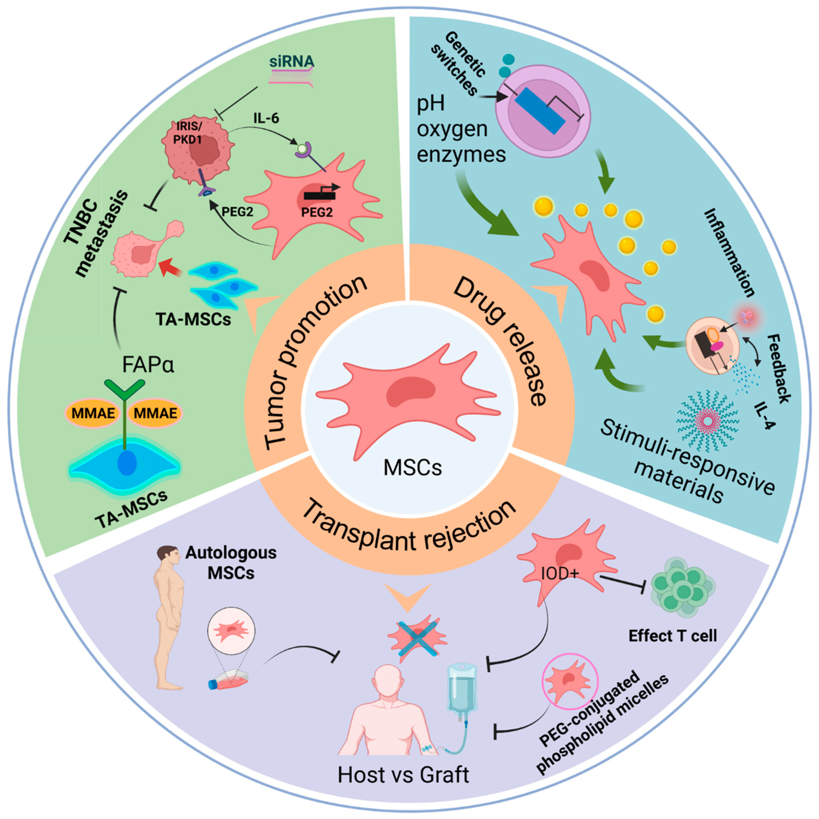 Biomedicines 11 01182 g003